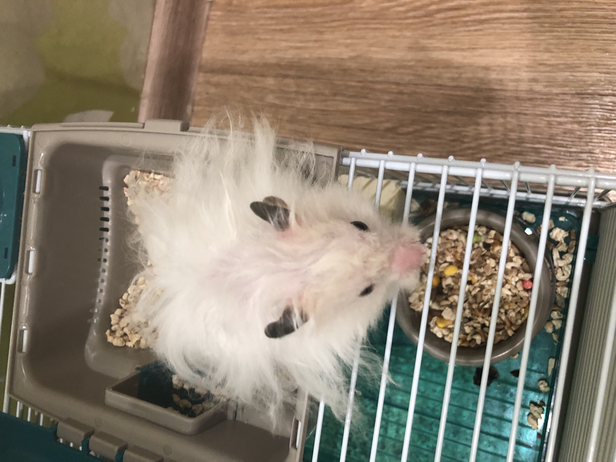 A white, fluffy hamster with dark ears and black eyes is in a cage. The hamster is facing the viewer and is positioned near a bowl of food. The cage has a brown plastic interior and a white metal exterior. The cage is on a wooden floor. There is no visible information in the image that would indicate the location in Solikamsk, Russia.