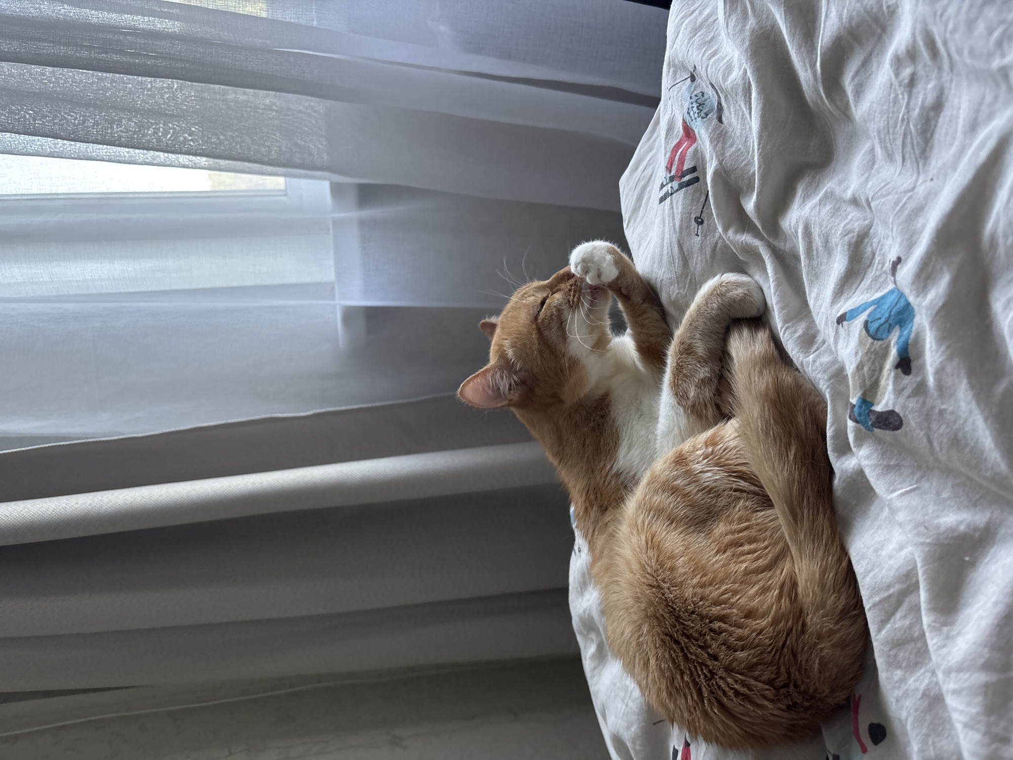 An orange and white cat is depicted grooming its front paw while lying curled on a bed next to a window in a domestic interior within the city of Zheleznogorsk, Russia. The cat, with prominent ginger and white fur, has its eyes partially closed and tongue extended as it licks its right front paw. It rests on wrinkled, light-colored bedding adorned with small, stylized illustrations, including a figure on skis and a blue figure. The window behind the cat is dressed with two sets of curtains: a translucent white sheer curtain closer to the glass and a heavier, light grey curtain drawn partially on the left. Bright natural light enters the room through the window, illuminating the scene. No people are visible.