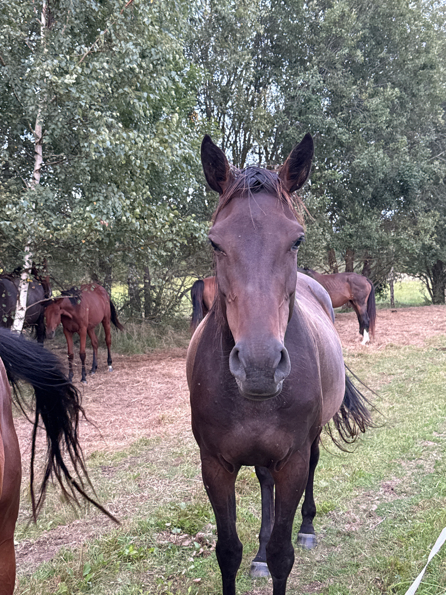 In Galinė, Lithuania, a group of horses are gathered in a field with trees in the background. A dark brown horse is prominently featured in the foreground, facing the camera directly. Its head and neck are detailed, with visible ears, mane, and part of its torso. Other horses are visible in the background, some grazing and others standing. The environment consists of a grassy field with dry leaves and straw scattered on the ground, and a dense line of trees forming the backdrop. The lighting suggests it is daytime, possibly late afternoon or early evening, with diffused light filtering through the foliage.