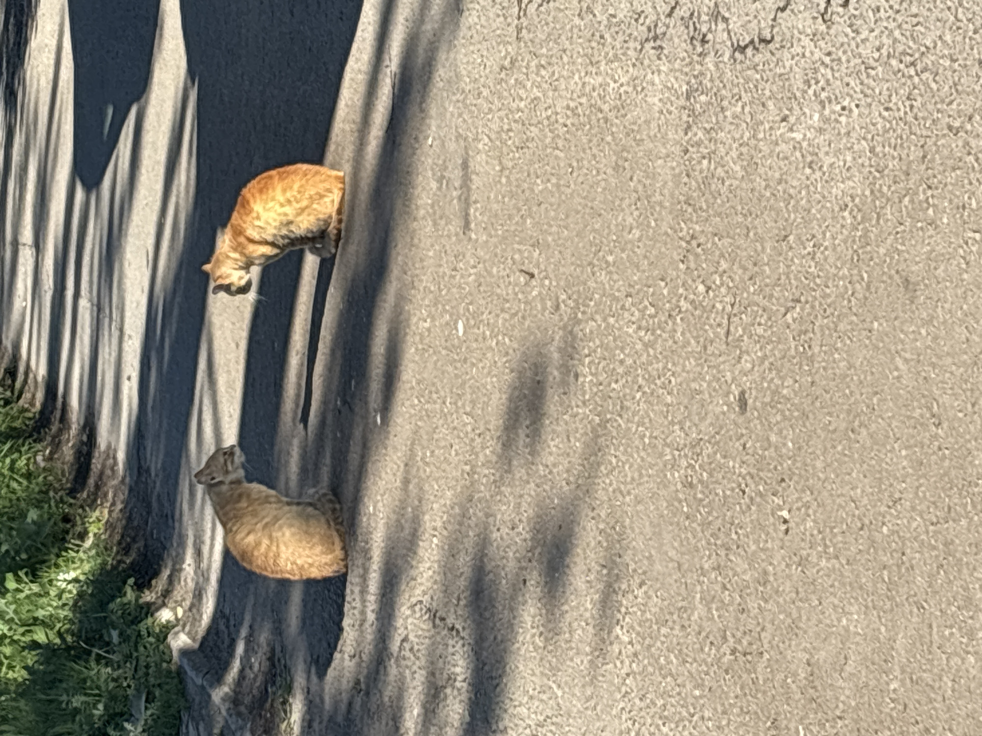 Two ginger cats are sitting on a paved surface, facing each other. The cat on the left is closer to the edge of the frame and is positioned slightly to the left, while the cat on the right is further to the right. Both cats are facing away from the camera. The surface appears to be asphalt, with some cracks and debris visible. Shadows from trees are cast across the surface. To the left of the paved surface, there is an area of green vegetation. The image is taken outdoors, likely during the daytime, as indicated by the lighting and shadows. The setting is an outdoor area, possibly a street or pathway in a residential area. The presence of vegetation and the paved surface suggests an urban or suburban environment. The location is specified as Vsevolodovo, Russia.