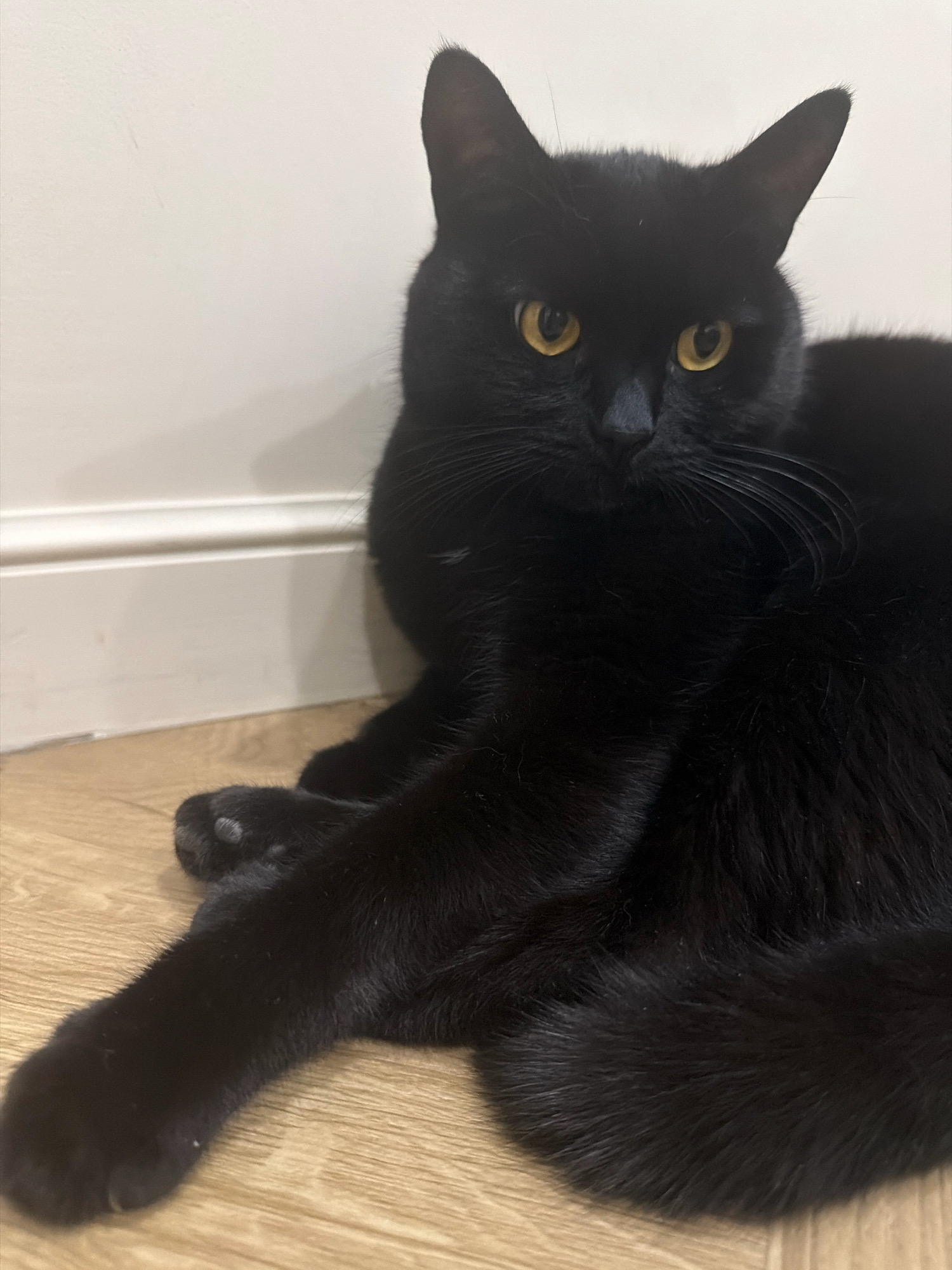 A black cat with bright yellow eyes is lying on a wooden floor, with its body angled towards the right side of the frame. The cat is positioned in front of a white wall with a subtle beige baseboard. Its left paw is extended forward, resting on the floor. The cat's fur is sleek and dark, and its ears are perked up. The lighting in the scene is soft, casting a gentle shadow behind the cat. There are no people or other animals visible in the image. The scene appears to be indoors, possibly in a residential setting. The image is a medium shot, focusing on the cat and its immediate surroundings.