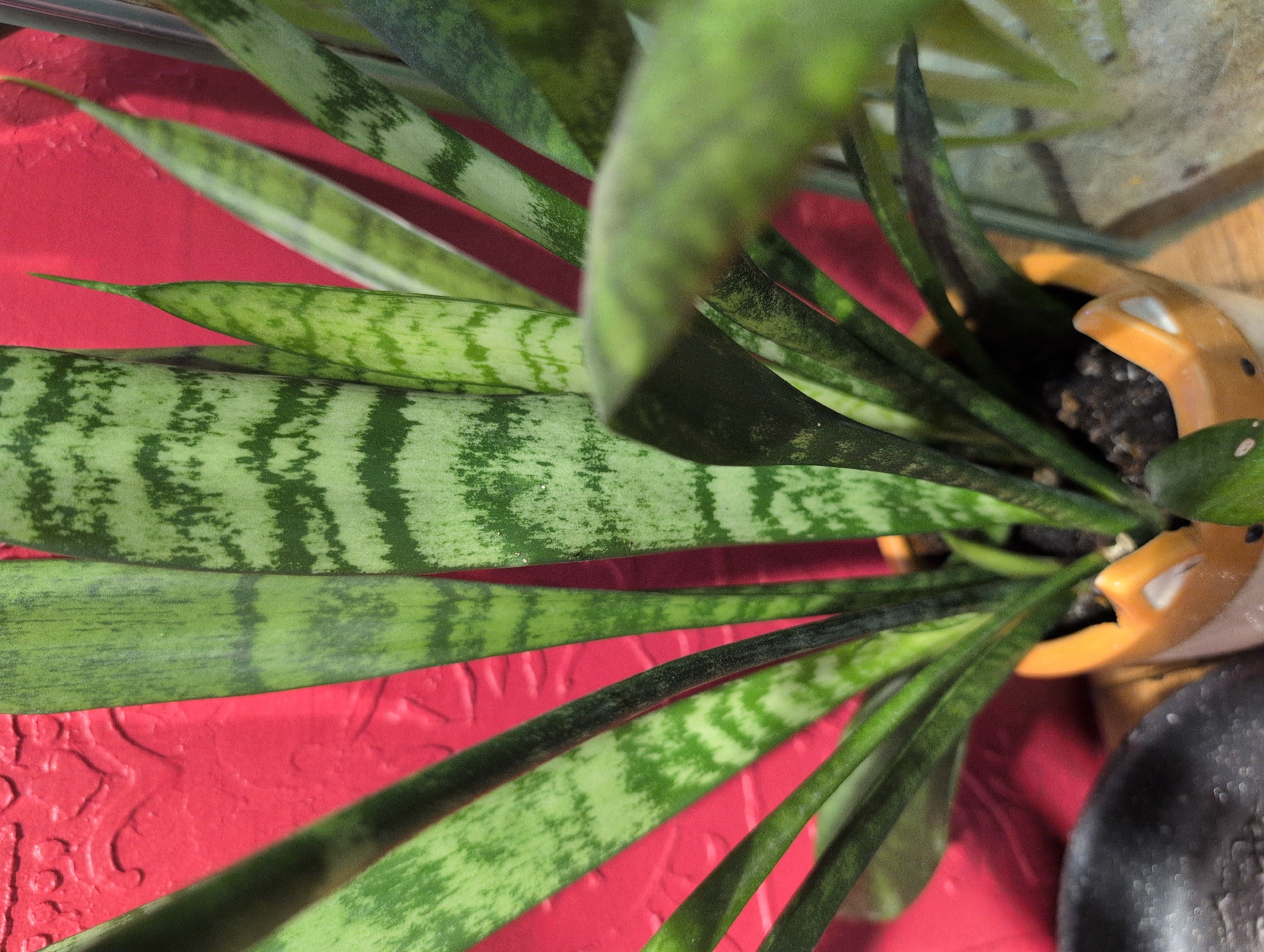 The image shows a close-up view of a snake plant with variegated green leaves against a textured, bright red background. The plant is in an orange ceramic pot with a fox-like face design. The lighting is natural and appears to be from the right. There is a shallow depth of field, with the plant leaves in the foreground being slightly out of focus. The overall impression is of a domestic setting, likely indoors, with the plant positioned near a wall. The specific location in Saint Petersburg, Russia, cannot be determined from the visual information provided in the image.