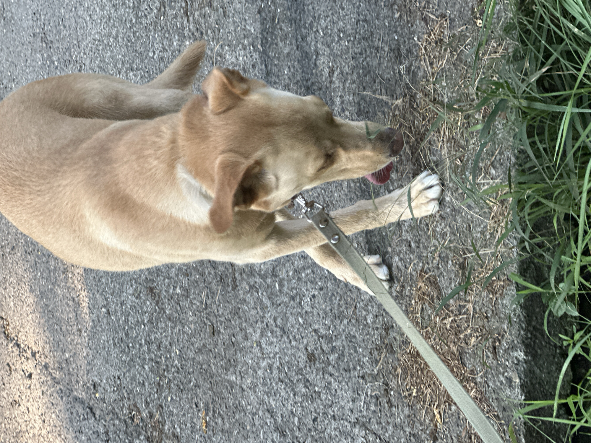 In the Matsesta Microdistrict, Russia, a tan-colored dog wearing a silver collar with a leash is sniffing the ground on an asphalt surface. The dog's tongue is partially visible, extended towards a patch of dry grass and weeds near a concrete curb. Green grass is growing along the edge of the curb. The lighting suggests it is daytime.
