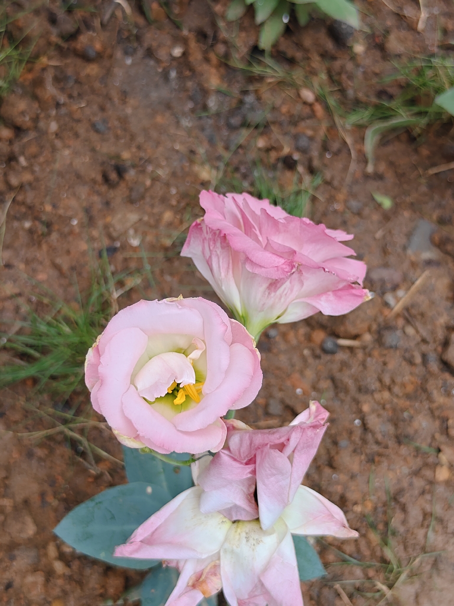 The image displays a close-up, overhead view of three light pink flowers with yellow centers, resting on brown soil interspersed with dry grass. One flower, positioned in the lower center, appears wilted, with its petals unfurled and some browning. Above it, to the left, is a more intact, cup-shaped flower, revealing its yellow stamens. To the right and slightly above this, another flower is visible, also in a somewhat unfurled state, with delicate, crinkled petals. The overall impression is one of a garden or natural outdoor setting, possibly in the city of Dhunibesi, Nepal, where these flowers are growing in the ground. The lighting is natural, and the focus is on the floral subjects.