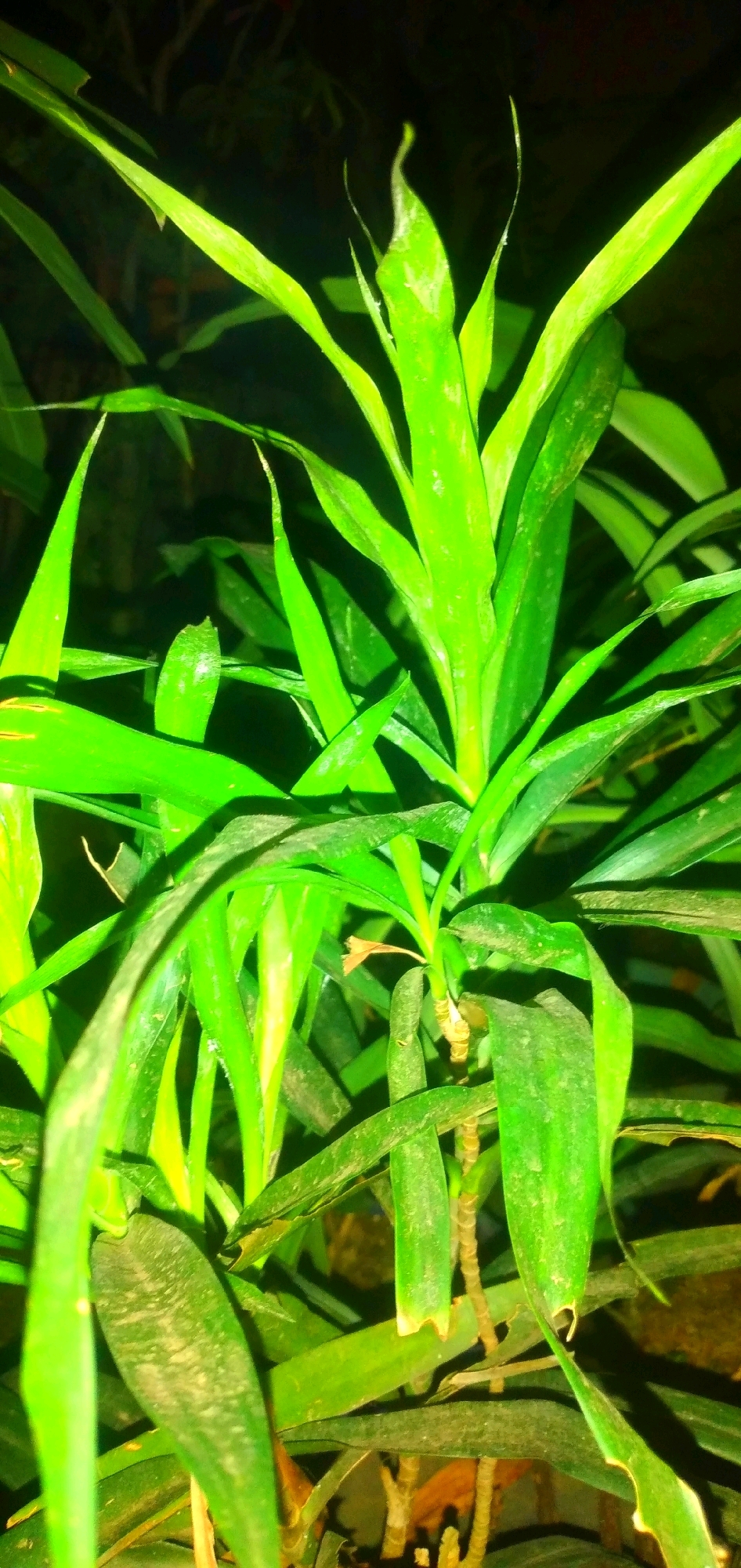 This is a close-up, vertical, outdoor photograph of a green plant with long, pointed leaves. The plant is illuminated by artificial light, creating a vibrant green hue and casting shadows. The background is dark and out of focus, suggesting a nighttime setting. The plant appears to be healthy, with no visible signs of damage or disease. The image was taken in Rahong, Indonesia.