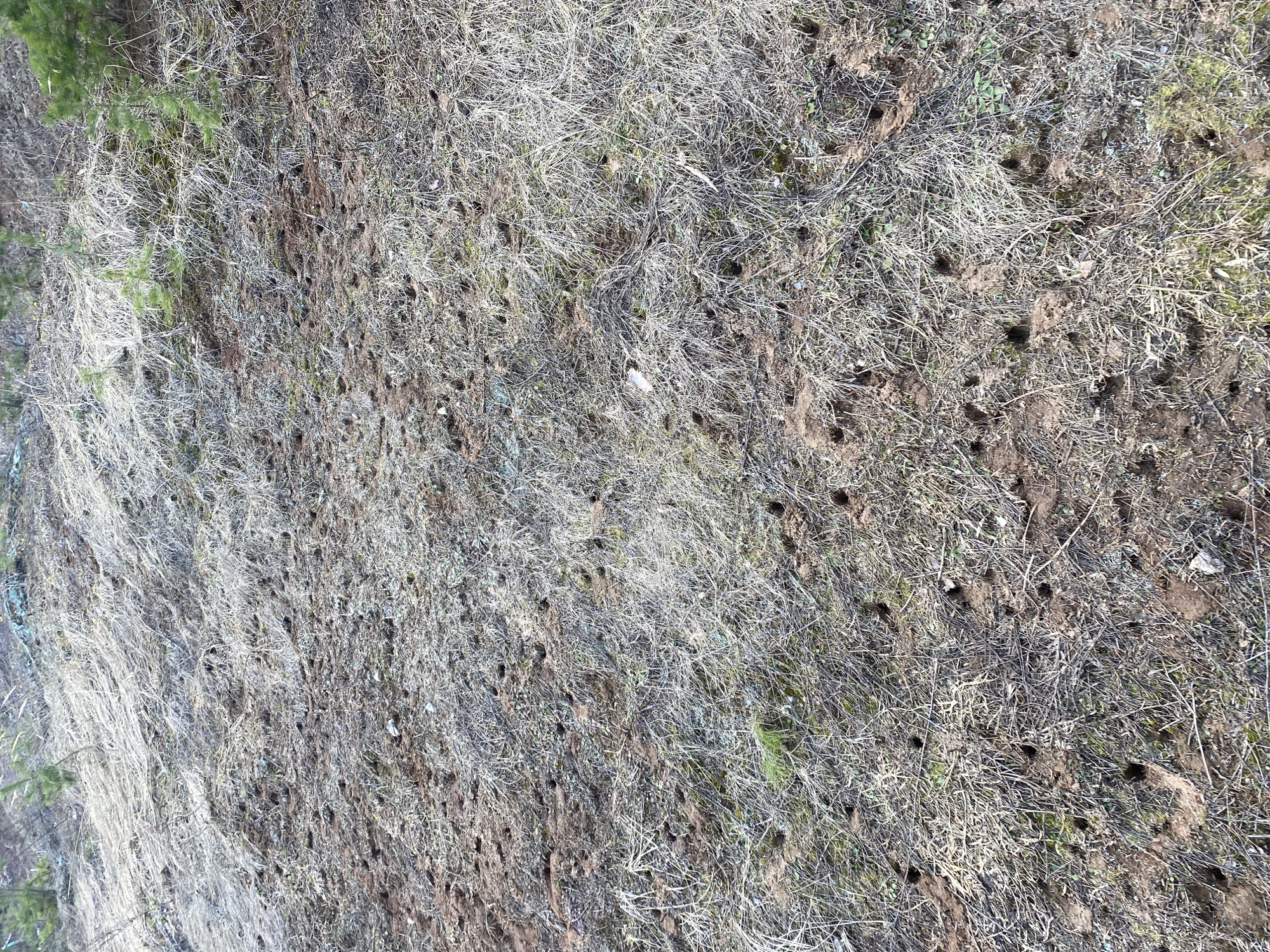 The image shows a patch of ground in Прикамский, Russia, covered in dry grass and small, evenly spaced holes. The holes appear to be burrow entrances, potentially for small animals. There is also some greenery and a small tree to the left of the image. The environment suggests an outdoor, possibly overgrown or disturbed, area.