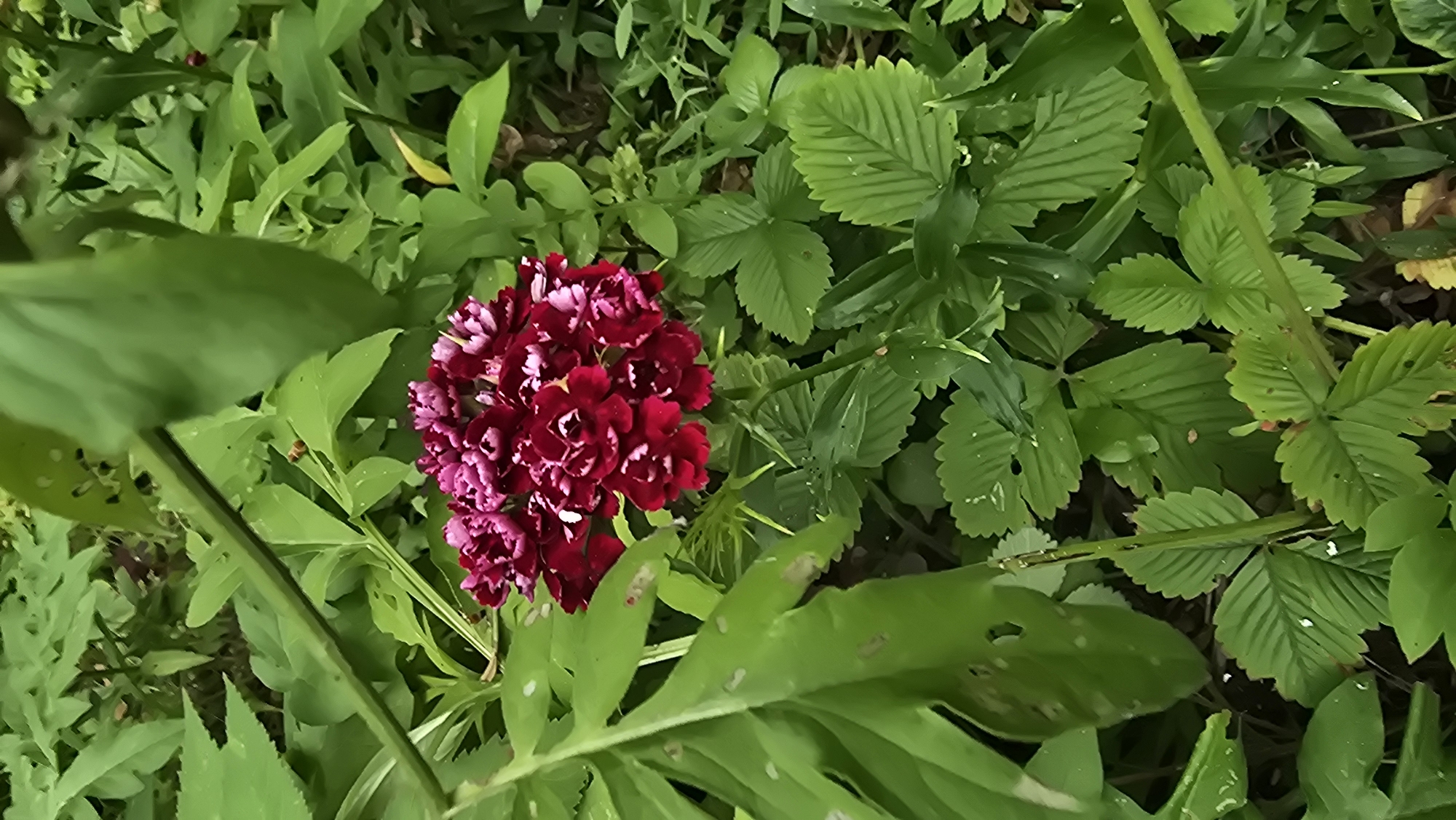 A close-up shot captures a cluster of dark red and pink carnation flowers nestled amongst lush green foliage. The flowers, with their ruffled petals, form a dense bloom. Surrounding the flowers are various green leaves, some broad and smooth, others serrated and veined, characteristic of a garden or wild growth. The scene is likely outdoors, possibly in a garden or a wooded area, given the natural vegetation. The image does not contain any people or identifiable landmarks.