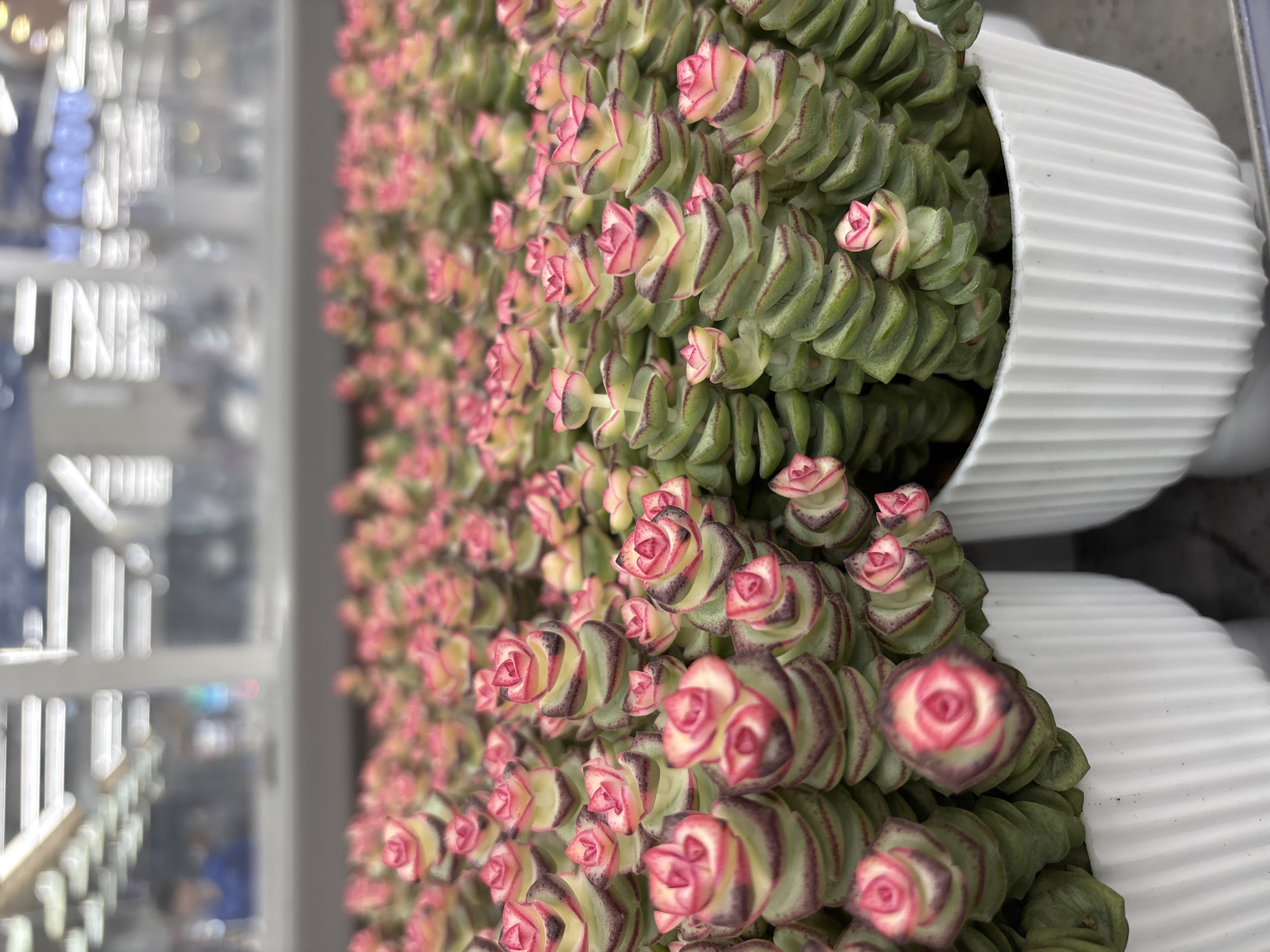 The image displays a close-up view of numerous Crassula 'Buddha's Temple' succulents arranged in an indoor retail setting. In the immediate foreground, multiple white, vertically ribbed cylindrical pots contain dense clusters of these plants. Each succulent exhibits tightly stacked, triangular leaves, primarily green and yellow, with prominent reddish-pink coloration along the leaf margins and tips, creating a distinctive rose-like formation. The plants fill the lower half of the frame, extending out of view laterally. The background is heavily blurred, revealing a typical retail environment. Overhead, several horizontal fluorescent strip light fixtures are visible as elongated white blurs. A horizontal reflective surface or window separates the plants from the distant background. Behind this surface, a single individual wearing a blue garment is faintly discernible as a blurred figure, indicating the presence of people in the wider store area. The overall scene is consistent with the plant section of a large hypermarket or garden center located in Perm, Russia.