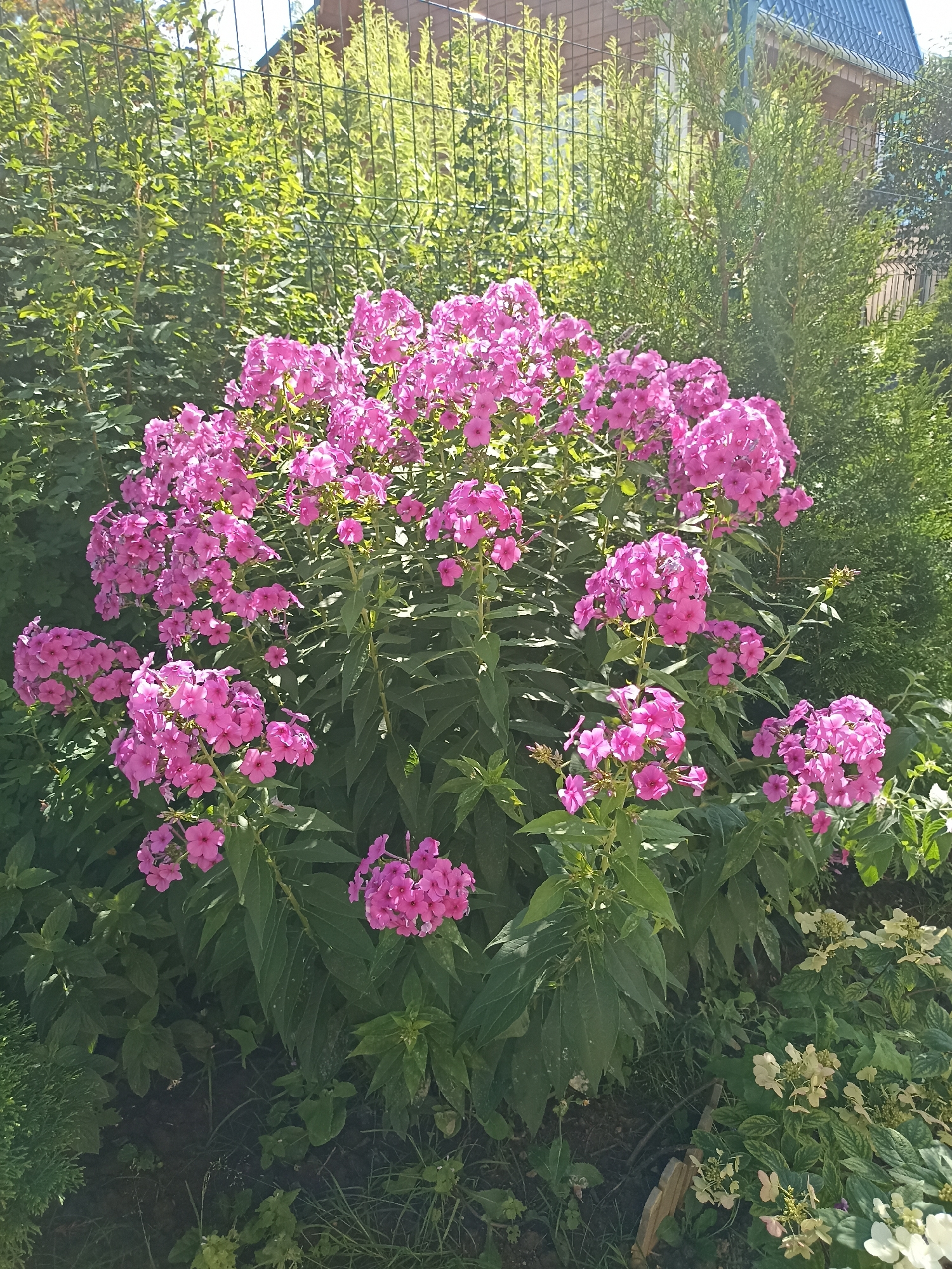 In an outdoor garden setting, a cluster of vibrant pink phlox flowers is in full bloom. The phlox plants are lush and tall, with many individual flower heads forming large, rounded clusters. The flowers are a bright, saturated pink, with individual petals clearly visible. Behind the phlox, a wire fence runs horizontally, separating the garden from a backdrop of green foliage and the roof of a building. To the right of the phlox, there are two conical evergreen shrubs. The ground in front of the flowers is covered with dark soil, grass, and other smaller plants, some of which have pale, creamy white flowers. Sunlight casts shadows and highlights across the scene, suggesting a bright, sunny day.