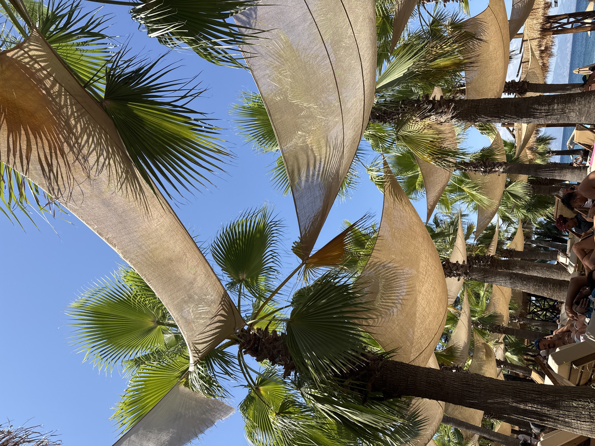 The image depicts a tropical beach scene with palm trees and a clear blue sky. Several palm trees are visible, their fronds casting shadows on tan fabric canopies that are stretched between them, providing shade. The canopies are arranged in a way that creates a sense of an open-air structure. In the foreground, lounge chairs are set up, and several individuals are seen relaxing on them. Some are partially visible, appearing to be sunbathing or conversing. The background reveals a body of water, likely the sea, with distant hills or mountains on the horizon, suggesting a coastal location. The overall atmosphere is one of leisure and relaxation in a warm, sunny environment. This scene is likely located at a beach resort or a similar establishment in Thassos, Greece, where such tropical settings are common.
