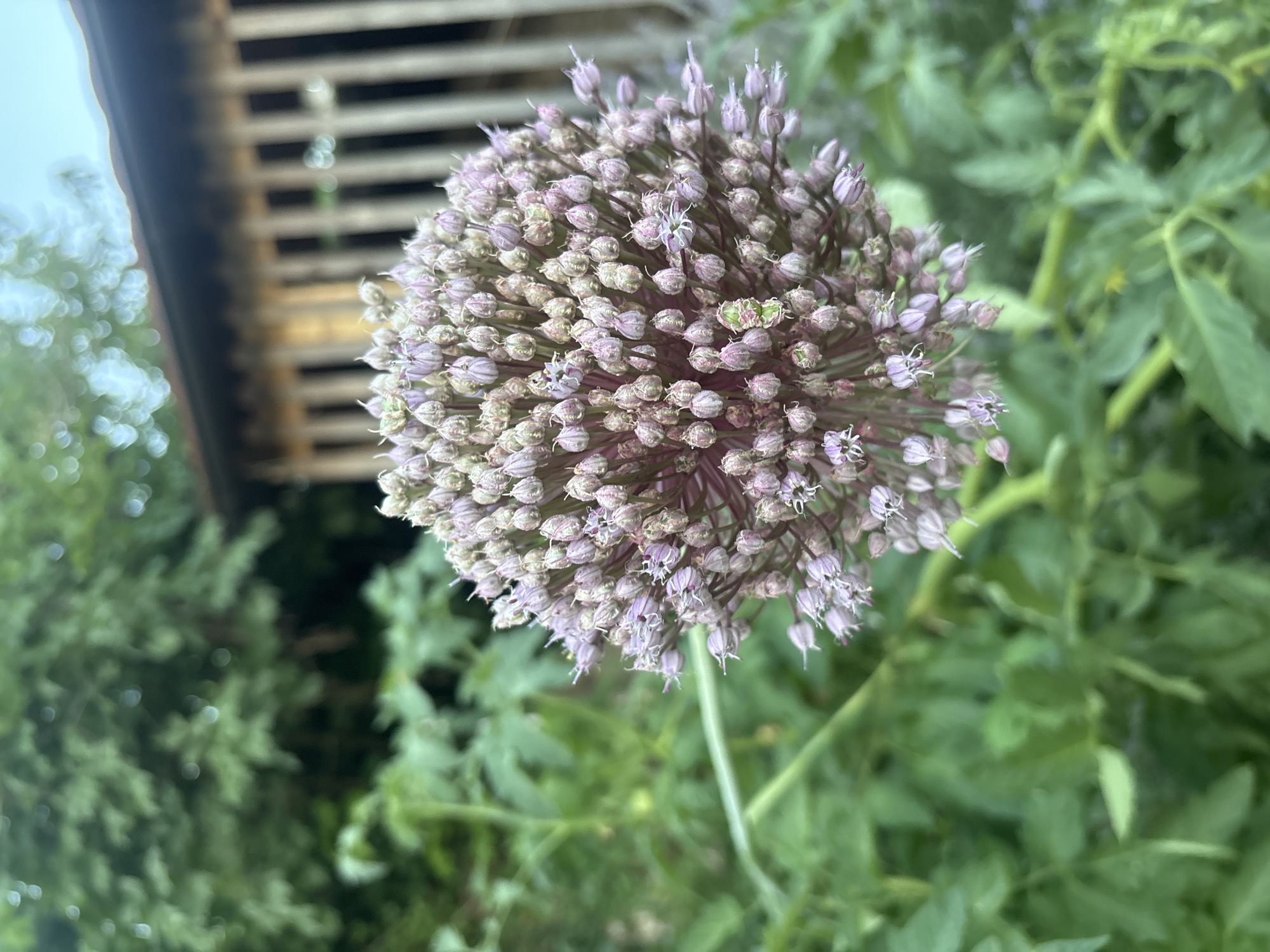 The image captures a close-up view of a round, pinkish-purple flower head, likely an allium species, in the foreground. The flower is composed of numerous small, bulbous florets, some of which have opened to reveal delicate white or pale purple stamens. The flower head is slightly tilted, with its stem extending downwards and to the left, partially obscured by lush green foliage. Behind the flower, out of focus, is a wooden structure with vertical slats, suggesting a garden shed or fence. Trees with soft, out-of-focus green leaves are visible in the upper left background, with soft bokeh circles of light suggesting dappled sunlight. The overall environment appears to be a garden or natural setting. The image is taken in Dolenje Grčevje, Slovenia.