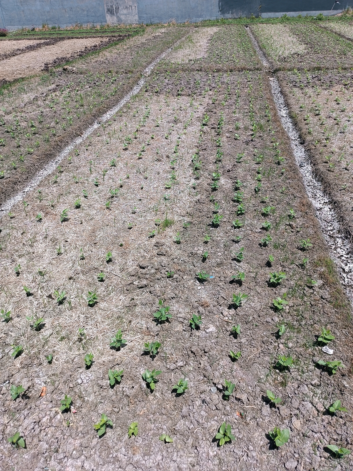 The image shows a field of young plants in neat rows, likely a farm. The soil is dark and appears dry and cracked in some areas, with a layer of dried organic matter, possibly straw or dead grass, covering the ground. There are narrow trenches or irrigation channels running through the field, some of which appear to have white material, possibly gravel or lime, lining them. The plants are small and green, with a few leaves each, spaced regularly within the rows. In the background, there is a grey concrete wall or structure. The overall impression is of an agricultural area in an arid or semi-arid environment, possibly during the dry season. The scene is devoid of any human presence or activity, and there are no discernible animals. The lighting suggests it is daytime, with clear skies. The location in Tabanan, Indonesia, suggests a tropical or subtropical climate, so the dry appearance of the soil might indicate a specific time of year or localized dry conditions.