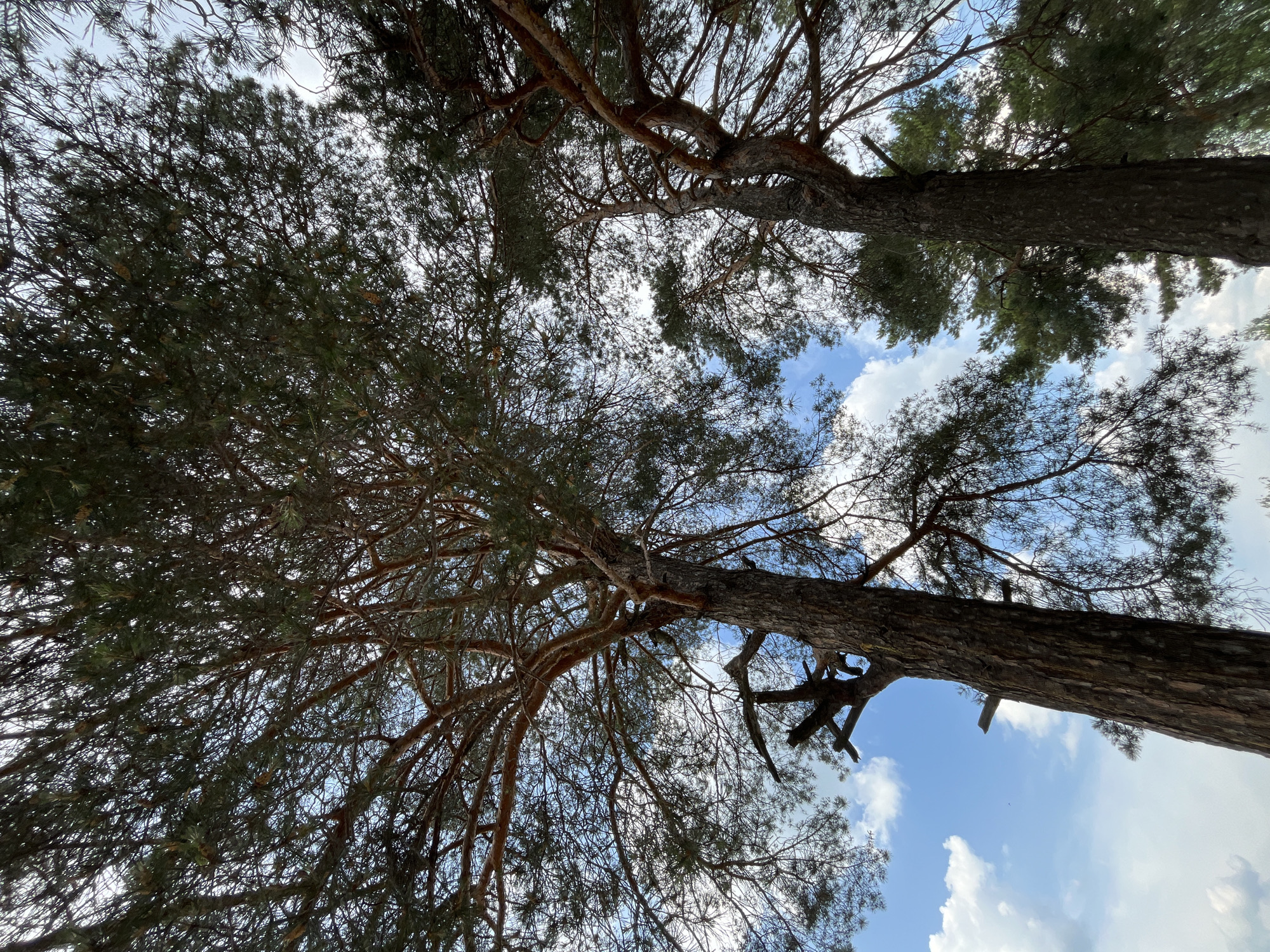 The image captures a low-angle view of two large pine trees against a bright blue sky dotted with white clouds. The trees are mature with rough, dark bark and numerous branches that spread widely, creating a dense canopy of green needles. The sunlight filters through the branches, casting dappled shadows. The scene appears to be an outdoor natural setting, possibly a park or forest, consistent with the environment found in Zelenodol'sk, Russia. There are no people or animals visible in the frame.
