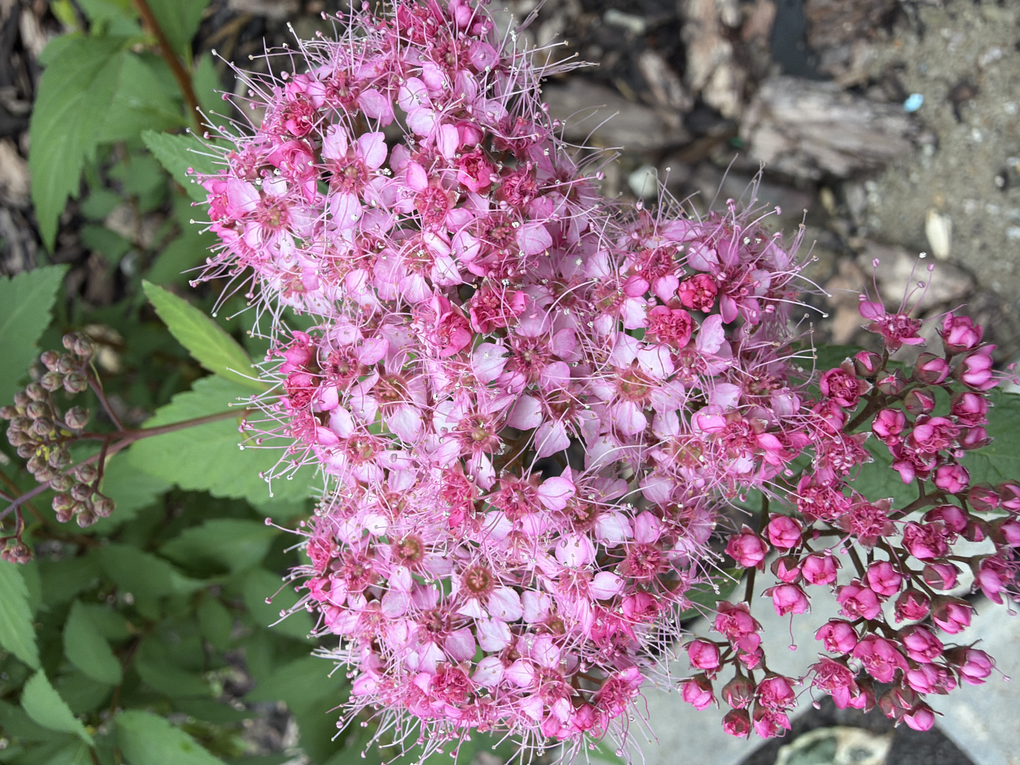 An overhead, close-up shot features a cluster of vibrant pink flowers, likely from a Japanese Spirea shrub, dominating the foreground. The blooms, tightly packed and spherical, display delicate petals and prominent white stamens. Some of the flowers are still in bud form, showing a deeper pink hue. In the background, out of focus, are lush green leaves and hints of brown mulch, suggesting an outdoor garden setting. The lighting is natural and diffused, casting a soft glow on the flowers.