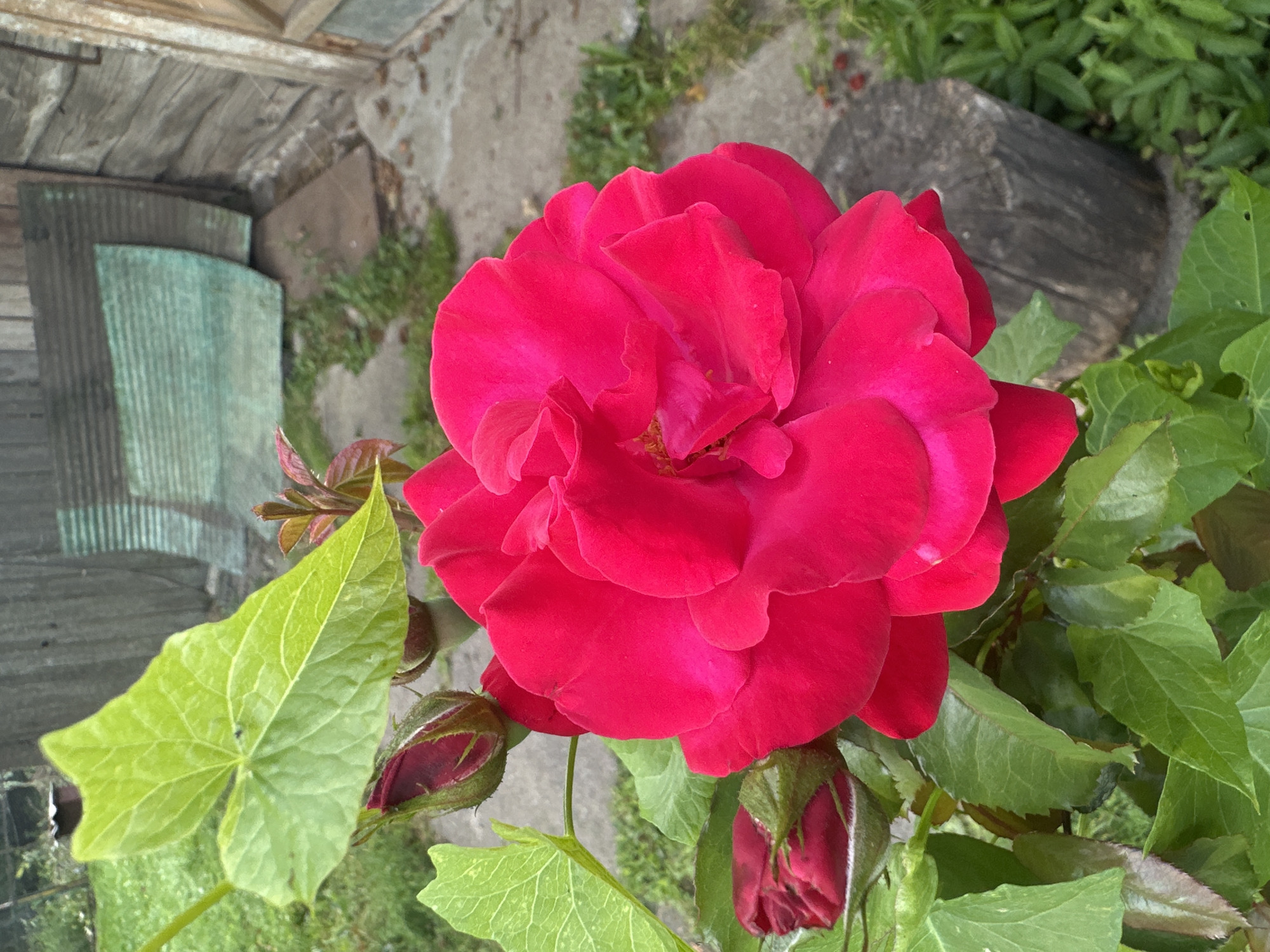 A vibrant, fully bloomed fuchsia-red rose is the primary subject, positioned centrally in the frame. Its petals are layered and slightly ruffled, with a darker shade towards the center. To the left of the main rose, two unopened rose buds are visible, one slightly larger than the other, both a deep red color with green sepals. Several green rose leaves surround the flowers, some appearing glossy.
The background suggests an outdoor, possibly rural or garden setting. A weathered wooden fence, constructed from vertical planks, forms the backdrop. To the left of the fence, two curved sheets of corrugated metal, one a muted teal color and the other a darker, aged metal, are leaning against the fence. The ground appears to be a mixture of concrete paving slabs and patches of green grass and weeds. A rough-hewn tree stump is visible to the right, partially obscured by the rose bush. The lighting indicates it is daytime, with soft natural light illuminating the scene. The overall impression is one of a natural, overgrown garden area.