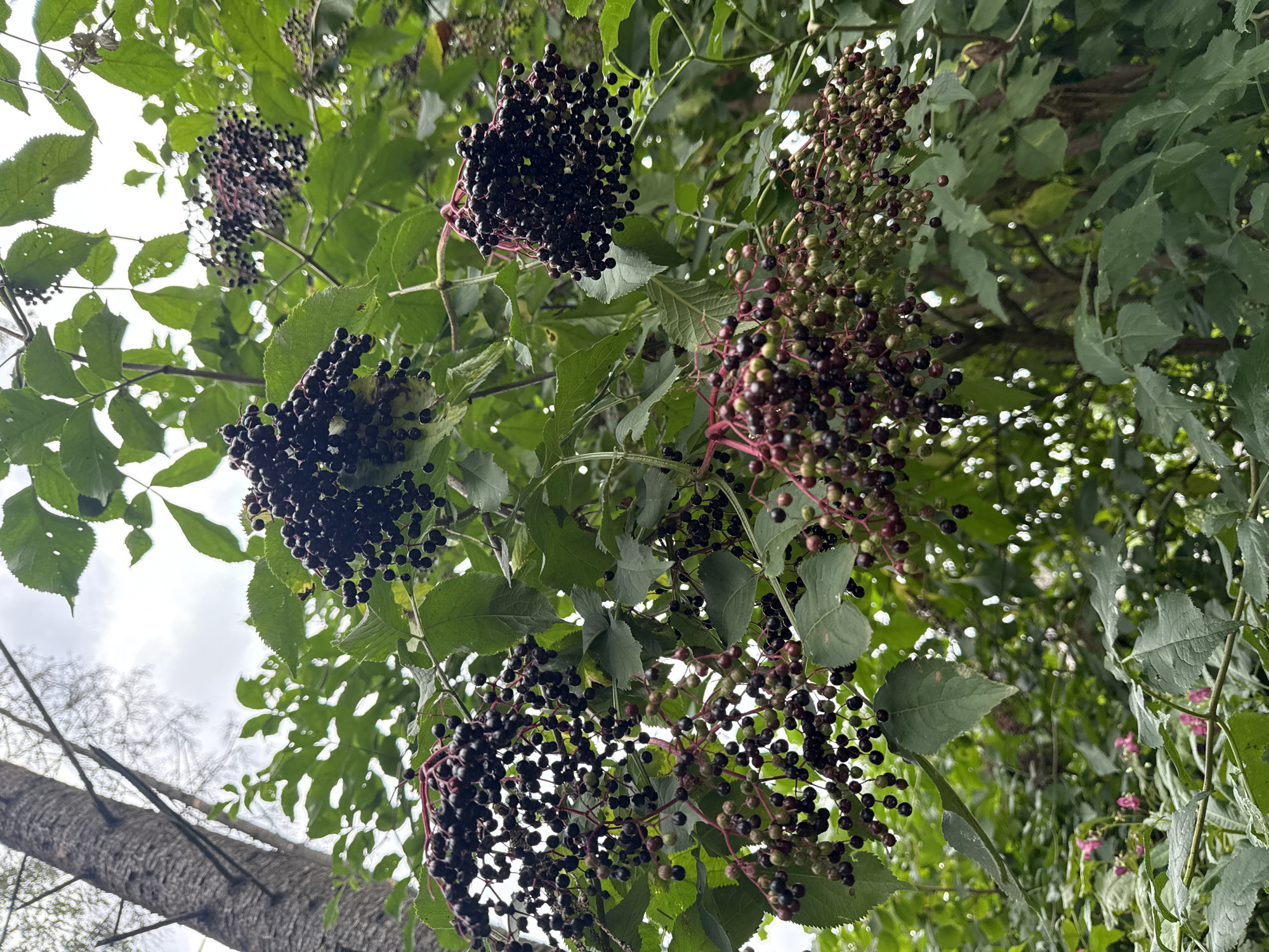 This is a close-up, low-angle shot of elderberry clusters hanging from branches, set against a backdrop of green foliage and an overcast sky. The elderberries are ripe, appearing as dark purple to black drupes, with some clusters showing a mix of ripening stages with greener and reddish berries. The stems supporting the berries are a reddish-pink. The leaves of the elderberry plant are serrated and a vibrant green. In the background, a portion of a rough-barked tree trunk is visible to the left. The image captures a natural, outdoor setting, likely a park or a wooded area within the city of Mahilyow, Belarus. There are no people or animals present in the frame.