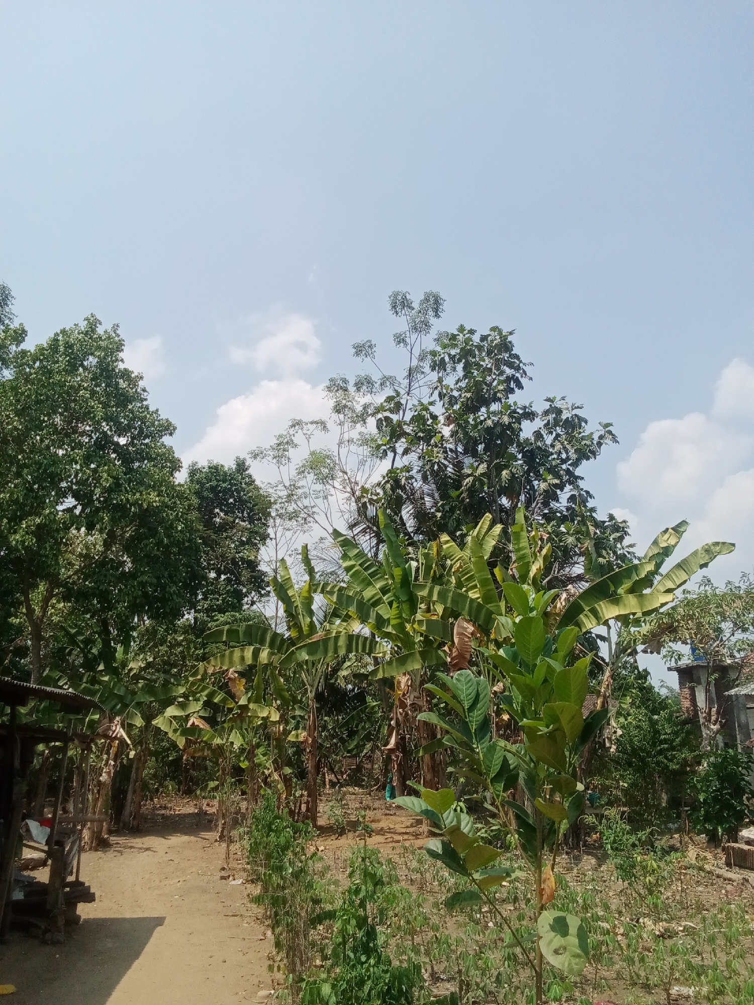 This is a full, eye-level shot of a rural outdoor scene in the city of Mojo Pahit, Indonesia, under a clear blue sky with scattered clouds. The foreground is dominated by a dirt path leading into a densely vegetated area. To the left of the path, a simple wooden shelter with a corrugated metal roof is visible, with some debris and white fabric on the ground. The path is lined with various types of trees and plants, including banana trees with their characteristic large leaves, and smaller green plants. In the midground, more trees and banana plants are present, creating a lush, somewhat overgrown environment. In the background, there are glimpses of buildings, including a brick structure with a blue object on its roof, suggesting a residential area interspersed with nature. The overall impression is one of a tropical, possibly agricultural or residential landscape. There are no people visible in the image.