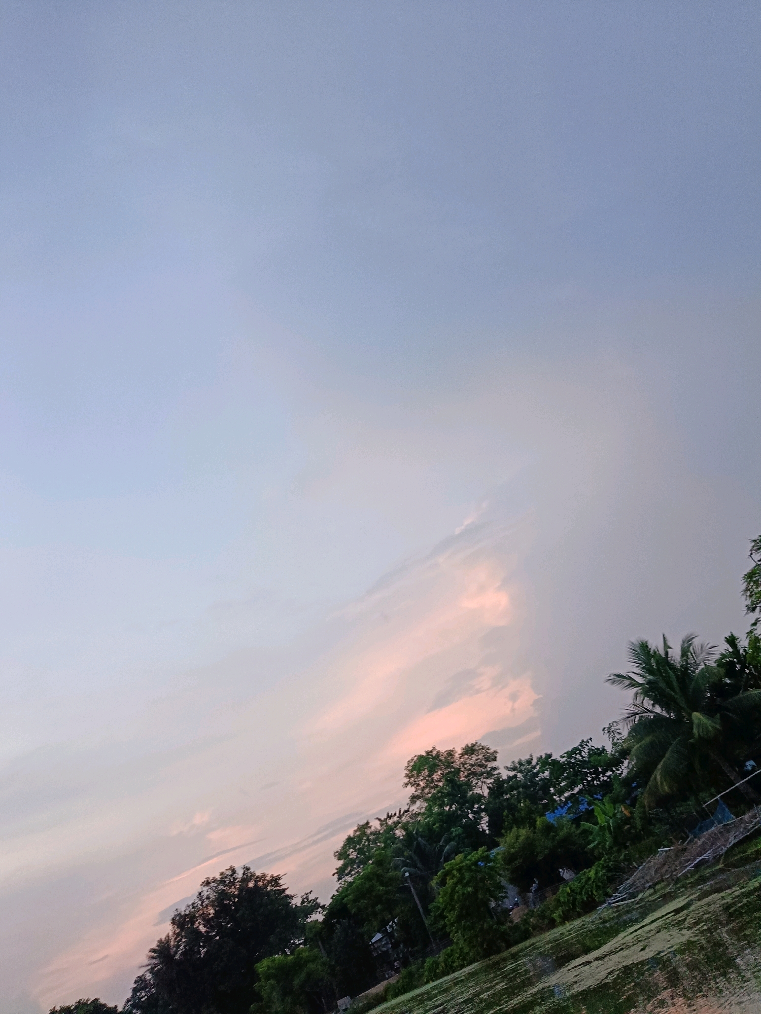 A serene landscape unfolds with a vast, pale blue sky dominating the upper portion of the frame, subtly transitioning to soft pink hues near the horizon, suggesting either sunrise or sunset. Wispy clouds are scattered across the sky, catching the light and adding depth. Below, a dense canopy of lush green trees lines the lower edge of the image, interspersed with a few taller palm trees. The foliage creates a vibrant contrast against the muted tones of the sky. In the foreground, a body of water, possibly a pond or river, reflects the surrounding greenery and sky, though it appears partially covered with a layer of algae or vegetation, giving it a textured, mottled appearance. A glimpse of man-made structures, including what appears to be a fence and some indistinct buildings, are visible amidst the trees on the right side of the image, hinting at the proximity of human habitation. The overall impression is one of natural tranquility on the outskirts of Barpeta, India, where the natural environment meets the fringes of a community.