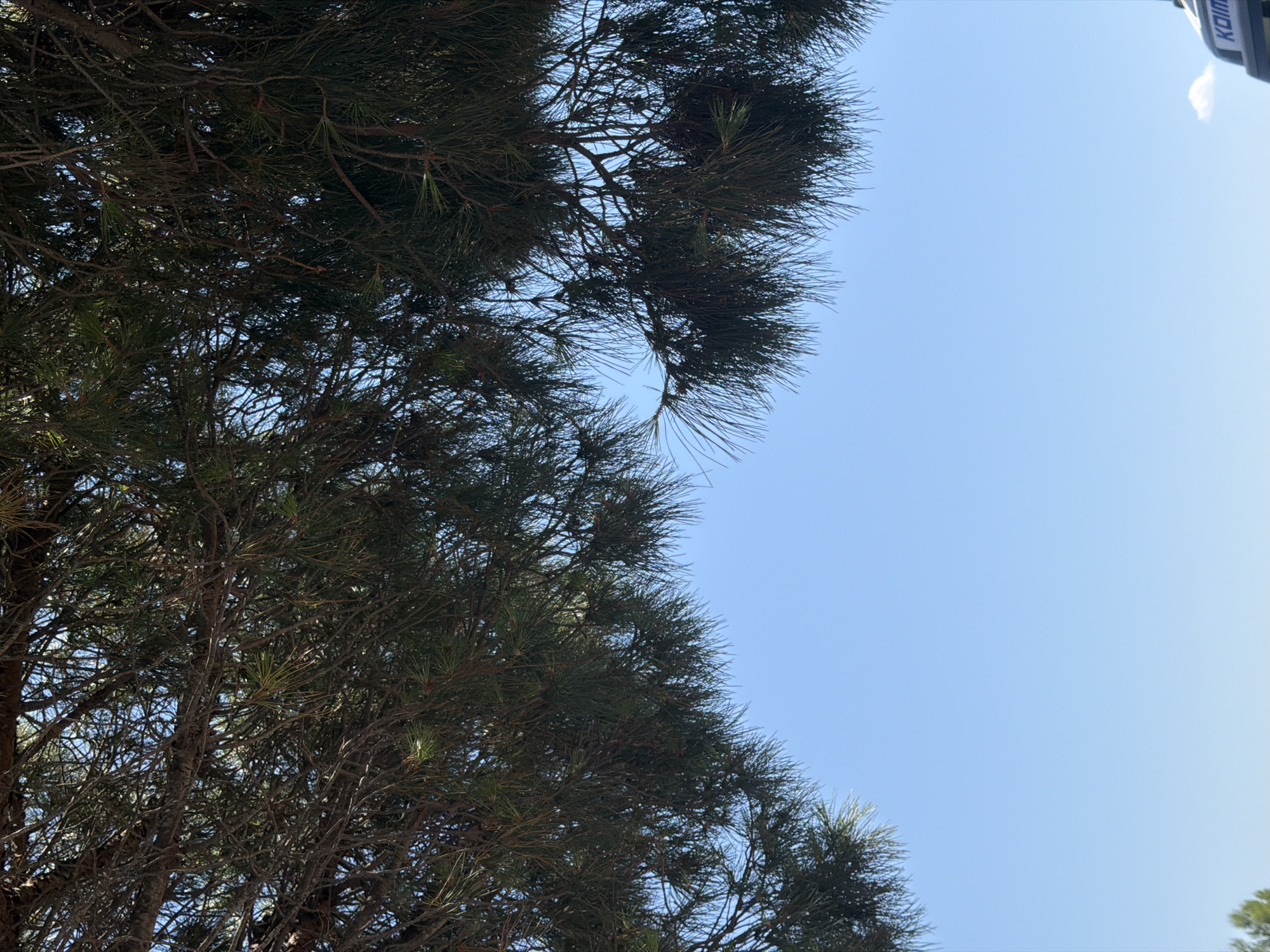 The image, taken from below, features a clear blue sky as the dominant background. A dense canopy of dark green pine branches hangs from the top of the frame, obscuring much of the sky. The branches are intricately detailed with long, thin needles. Towards the bottom right corner, a portion of a boat with the word "KOIM" visible on its side is partially cropped into the frame. The location is identified as Tavel, France, suggesting a coastal or lakeside setting.