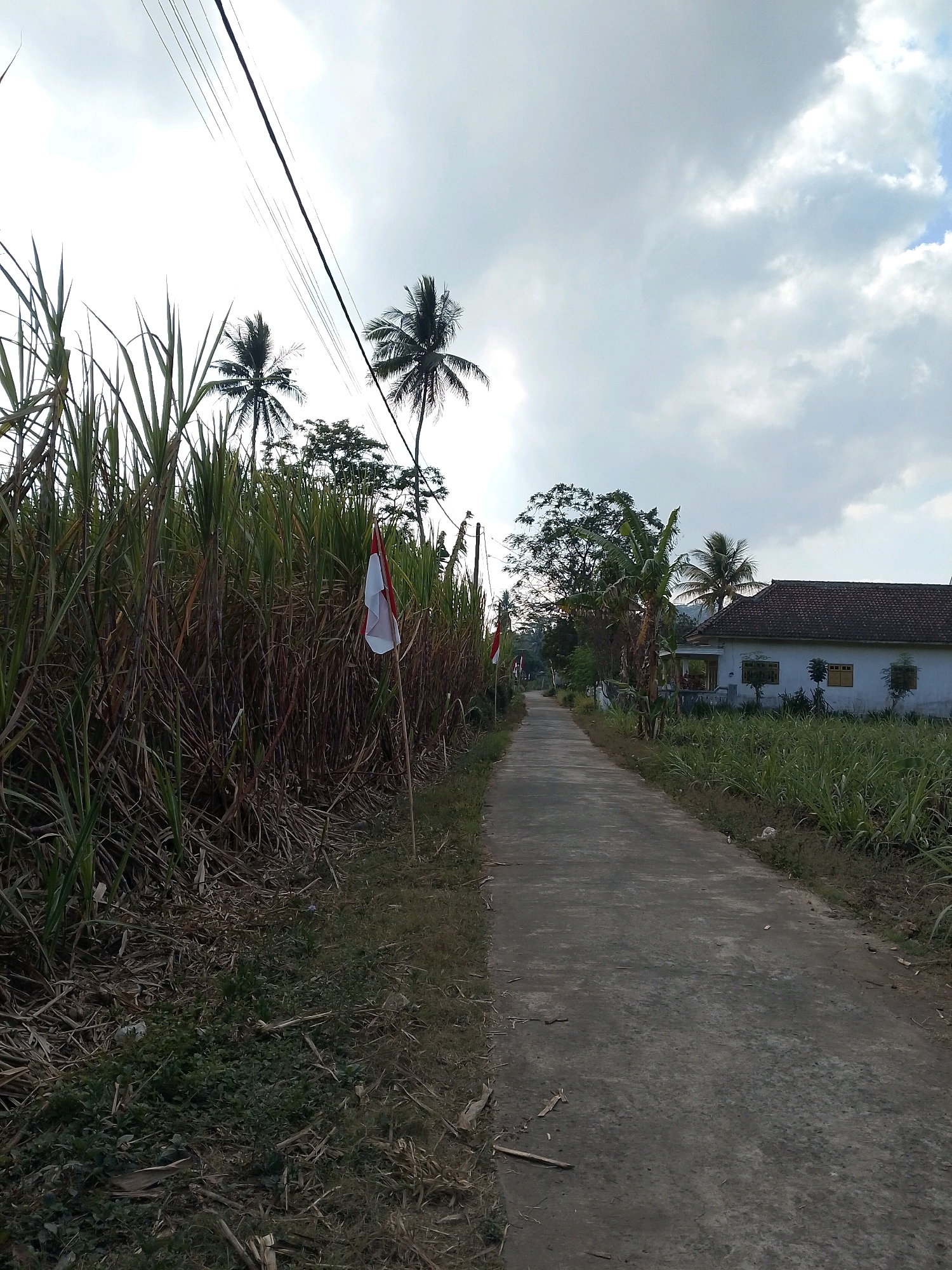 An outdoor, eye-level, medium shot captures a concrete road cutting through a rural landscape in Karangsari, Indonesia. To the left, a dense field of tall, dry sugarcane stalks dominates the foreground, with a solitary Indonesian flag planted on a stick protruding from the stalks. Further down the road, on the right, a white house with a dark tiled roof is visible, surrounded by green vegetation and palm trees. The sky above is overcast with a mix of gray and white clouds, with visible power lines crossing the frame. The scene appears quiet and undeveloped.
