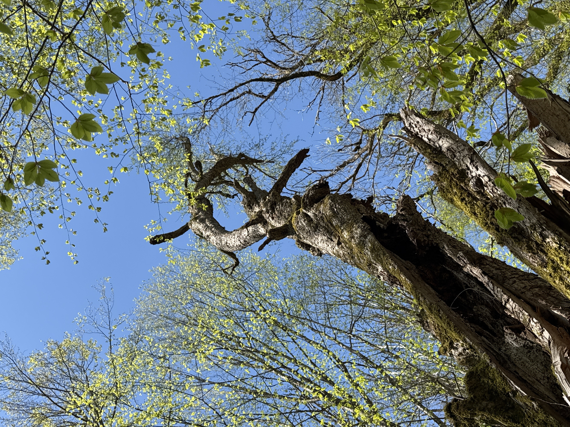 The image is an upward-facing shot of trees against a clear blue sky. The main tree in the foreground appears old and partially hollow, covered with green moss. Its branches are bare, while other trees surrounding it have new, light green leaves. The image gives the impression of a forest scene, potentially in a mountainous or rural area. There is no information available in this image to discern the exact location in Krasnaya Polyana, Russia.