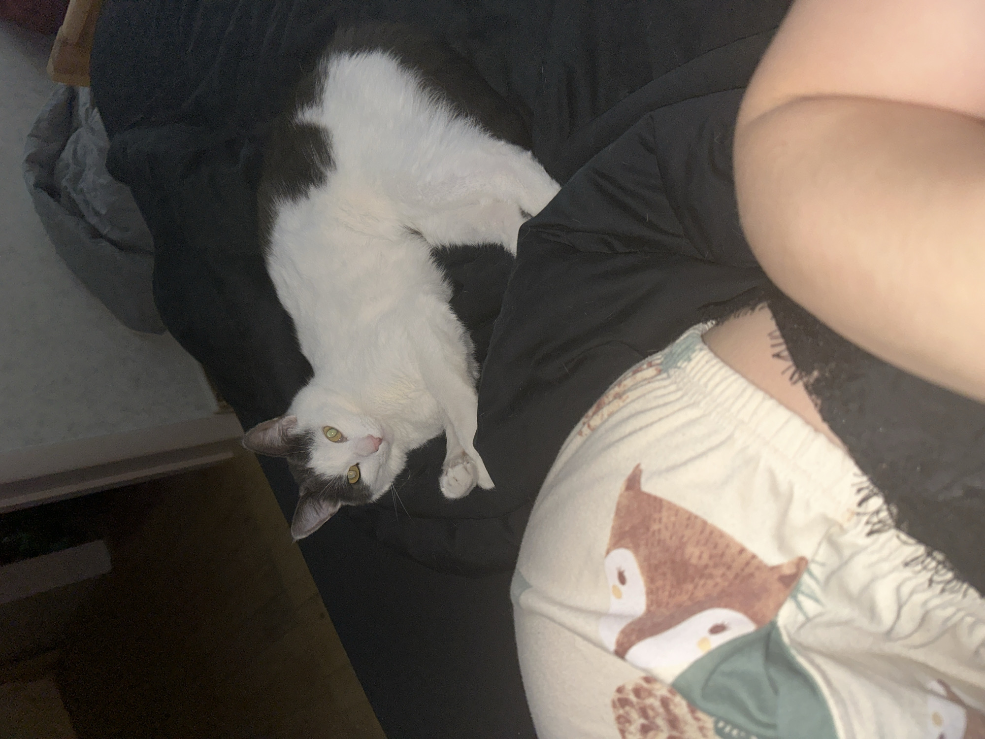 An indoor scene in Vladimir, Russia, features a white and dark grey/black bicolor cat resting on a dark blanket or bed, with a person partially visible in the foreground. The cat is lying on its back with its body elongated, looking directly at the camera with bright yellow-green eyes and a pink nose. Its fur is predominantly white, with dark patches on its back, tail, and head, particularly around the ears.
The partially visible person is wearing cream-colored pajamas adorned with a pattern of cartoon woodland creatures, including a prominent brown fox with a white belly and a teal shirt. The person's legs/thighs are visible, along with a glimpse of what appears to be a black lace undergarment or top. A small, partially visible tattoo is on the upper thigh/hip area, but the text is indistinct.
The overall lighting is dim, suggesting it is evening or nighttime. A grey cushion or pet bed is visible in the blurred background on the left. The scene conveys a sense of comfort and relaxation, with the cat seemingly curious or playful as it gazes at the viewer.