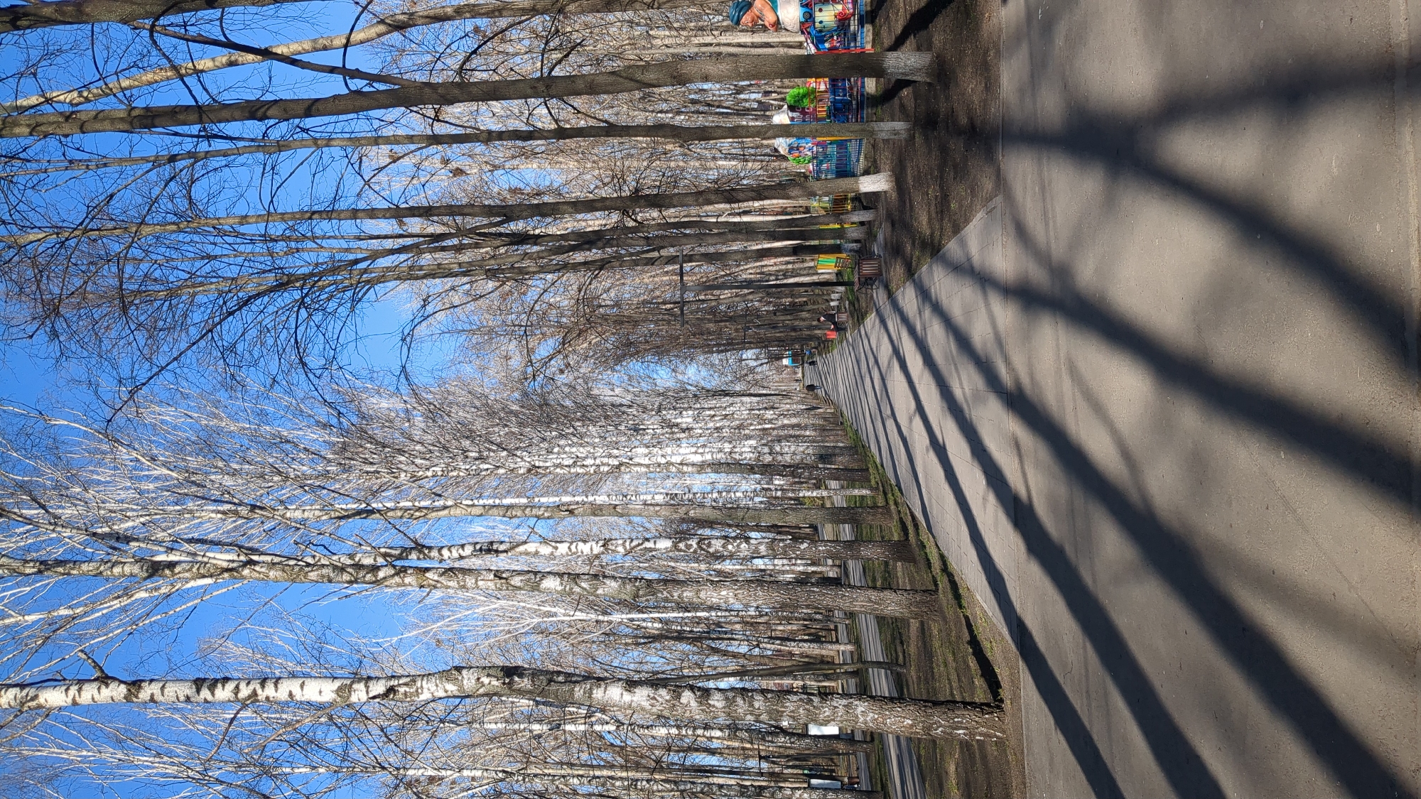The image, rotated 90 degrees clockwise, captures a peaceful park alley or pathway under a clear blue sky. A wide, light-colored paved path extends diagonally from the foreground towards the upper right of the frame, receding into the distance. This path is lined on both sides by rows of bare trees, indicating late winter or early spring.
On the left side of the path (originally the top), tall, slender trees with dark, bare branches create intricate patterns against the vibrant blue sky. On the right side (originally the bottom), a more dense line of birch trees stands out with their characteristic white, peeling bark and fine, leafless branches. Long, distinct shadows from these trees stretch across the path, suggesting a sunny morning or late afternoon.
In the far background, at the end of the path, colorful structures are visible, resembling carnival rides or playground equipment, indicating a recreational area within the park. The ground on either side of the path appears to be dry earth or sparse, dormant grass. The sky is a cloudless, brilliant blue, contrasting with the starkness of the bare trees. There are no people visible, and no discernible activity is taking place. No text is visible in the image. The setting is consistent with a public park in Ulyanovsk, Russia, during a clear, crisp day.