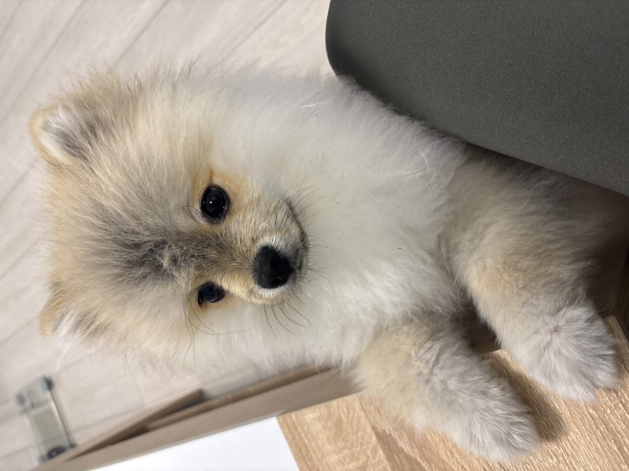 A close-up, indoor shot depicts a light tan and white Pomeranian dog lying down. The dog is positioned on a light brown surface, possibly wood, and partially obscured by a green, textured object, likely furniture. The dog's head is turned towards the camera, its black eyes and nose clearly visible. The dog's fur is fluffy and soft-looking. The exact location in the city of Plovdiv, Bulgaria, cannot be determined from the image. No people are visible.