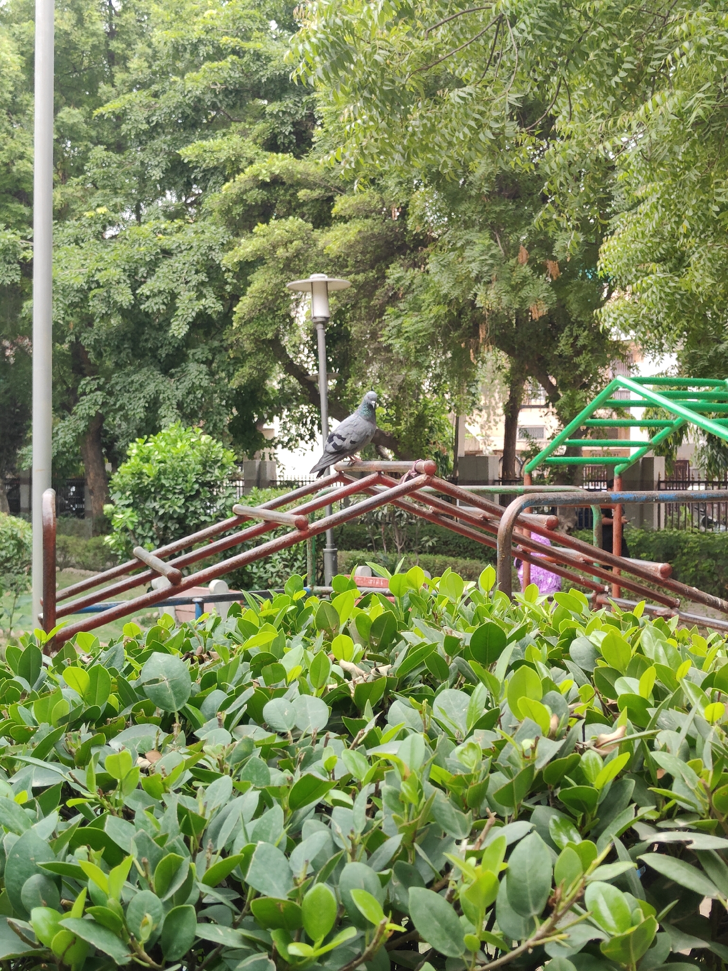 A pigeon is perched on a rusty metal structure in what appears to be a park in Gurgaon, India. The structure, possibly part of playground equipment, is angled and made of multiple red-brown bars. Behind it, a green metal climbing frame is visible. Lush green bushes dominate the foreground, with dense foliage obscuring the ground. In the background, mature trees with full canopies create a shaded environment, and a streetlamp stands tall. A building with windows is partially visible through the trees. The overall scene is one of an outdoor recreational area with natural elements and playground structures.