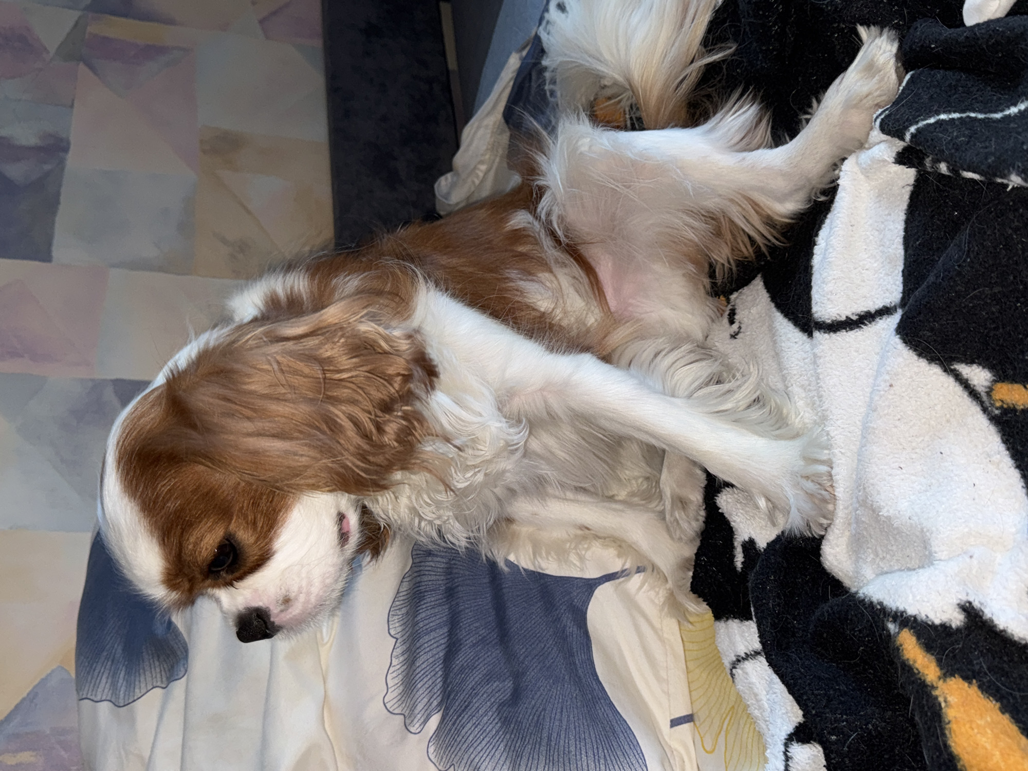 A tan and white Cavalier King Charles Spaniel dog sits on a bed, facing left. The dog has long, floppy ears and a long, bushy tail. It is wearing a white and brown coat. The dog is lying on a white blanket with a black and orange pattern. The background is a bed with patterned pillows and a wall with a geometric pattern. The lighting in the image is dim, and the scene appears to be indoors.