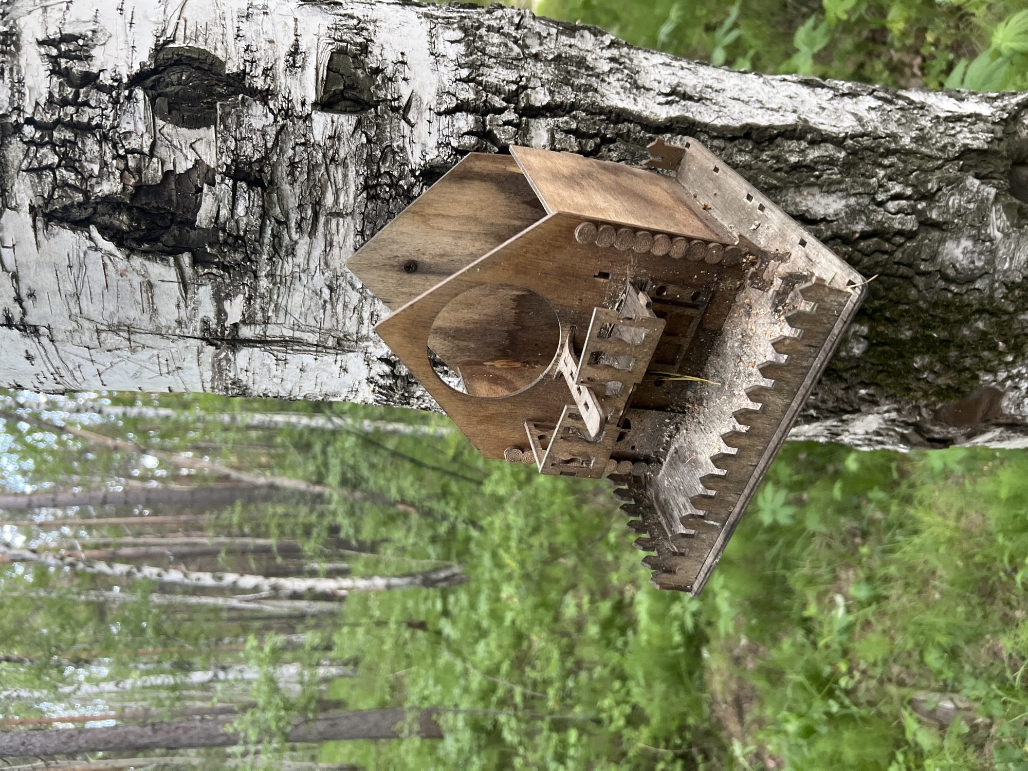 A wooden bird feeder is attached to the trunk of a birch tree in a forest setting. The bird feeder is ornate, with decorative elements resembling a miniature house. It appears to be empty, with some debris scattered on its base. The birch tree has characteristic white bark with dark markings. The background shows a dense forest with other birch and pine trees, and lush green foliage covering the ground. The lighting suggests it is daytime. The location is identified as Patrony, Russia. There are no people or animals visible in the image.
