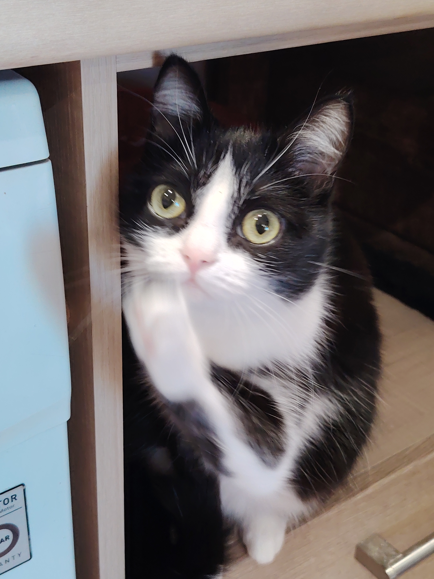 A black and white cat with yellow eyes is sitting inside a light-colored cabinet. The cat has one paw raised. A white appliance is visible to the left of the cabinet.