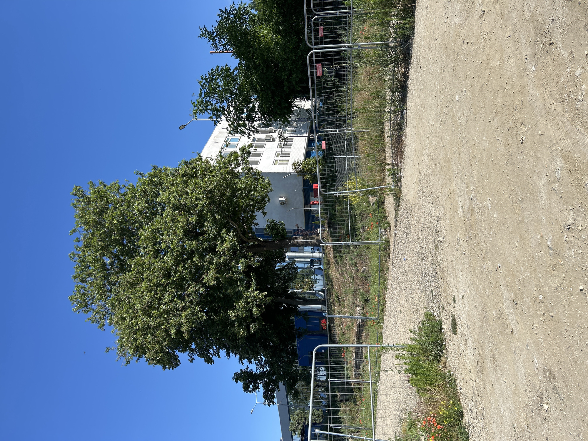 The image depicts an outdoor scene with a clear blue sky. In the foreground, there is a dirt and gravel path. Behind the path, a temporary wire mesh fence encloses an area with overgrown grass and scattered red flowers, possibly poppies. Beyond the fence, a large, leafy green tree stands prominently. Further in the background, a white, multi-story building with numerous windows is visible. To the right of the building, more trees with dense green foliage are present. A lamppost is also visible near the building. The scene suggests a construction or development area, given the temporary fencing and the presence of rough terrain. The location is identified as the city of Sopot, Bulgaria. There are no people or animals visible in the image.