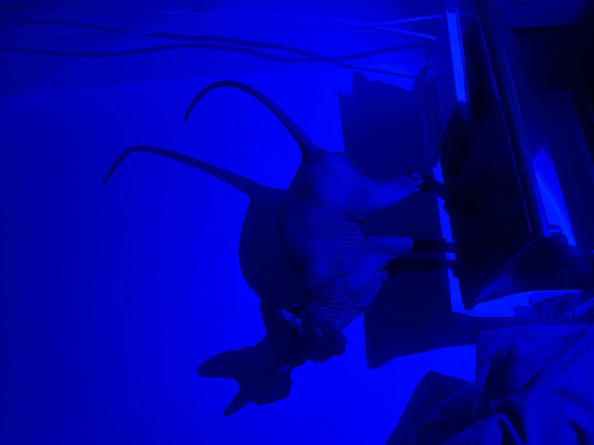 Under stark blue lighting, a hairless cat stands on its hind legs, paws placed on the edge of a flat-screen monitor. The monitor and surrounding components are dark, partially obscured by shadows. The cat casts a defined shadow on the wall. The background is a solid blue, and the setting appears to be indoors. No specific location or identifying information indicates Budva, Montenegro.
