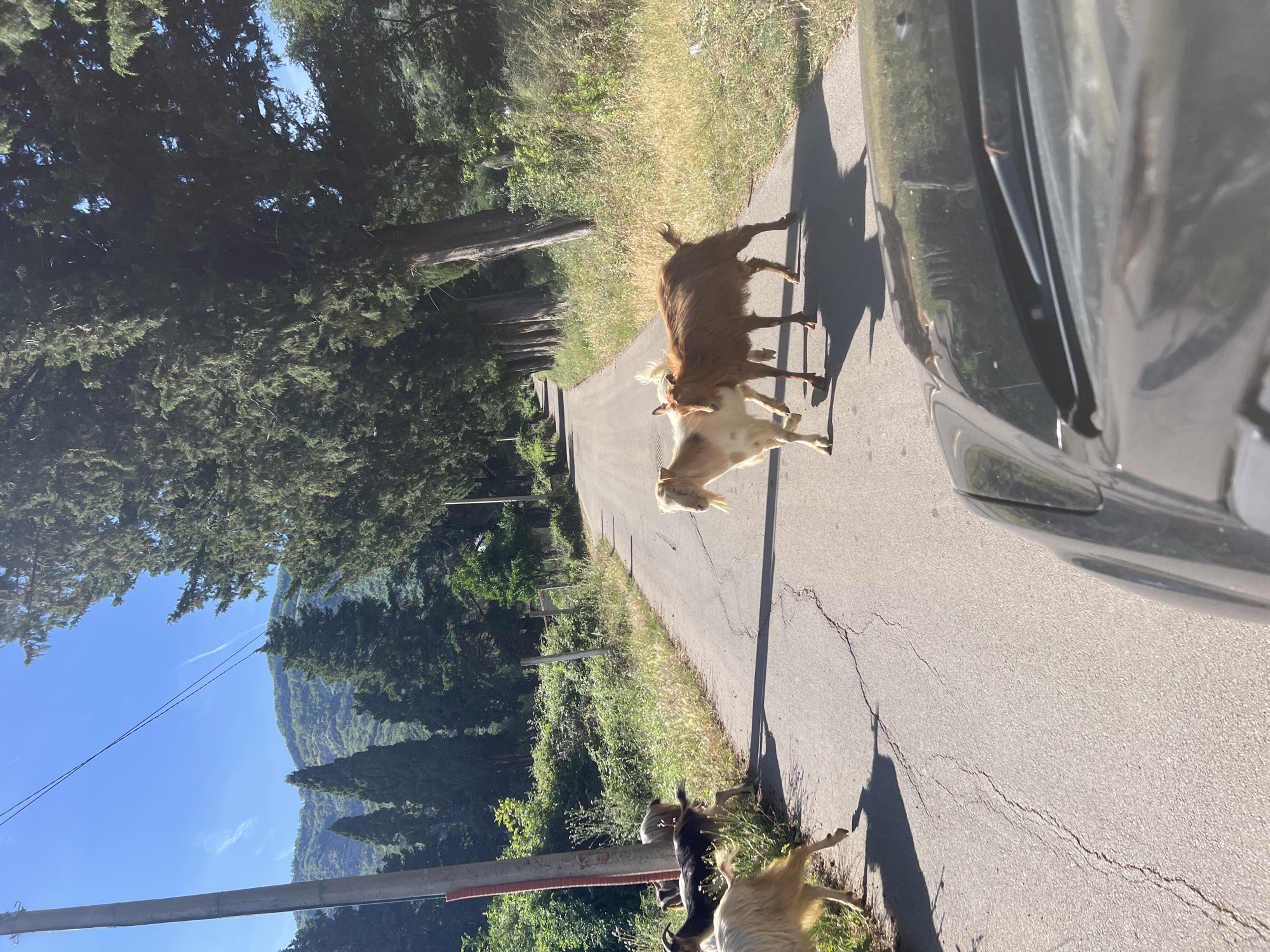 A street scene in Baošići, Montenegro shows a group of goats interacting on an asphalt road. Two goats, one tan and one cream-colored, stand in the middle of the road, apparently butting heads. To the right is the side of a dark-colored vehicle. To the lower right of the image, more goats stand on the shoulder of the road. Trees and greenery flank the road on either side. In the distance, a mountain range is visible under a blue sky. A utility pole is on the left of the frame.