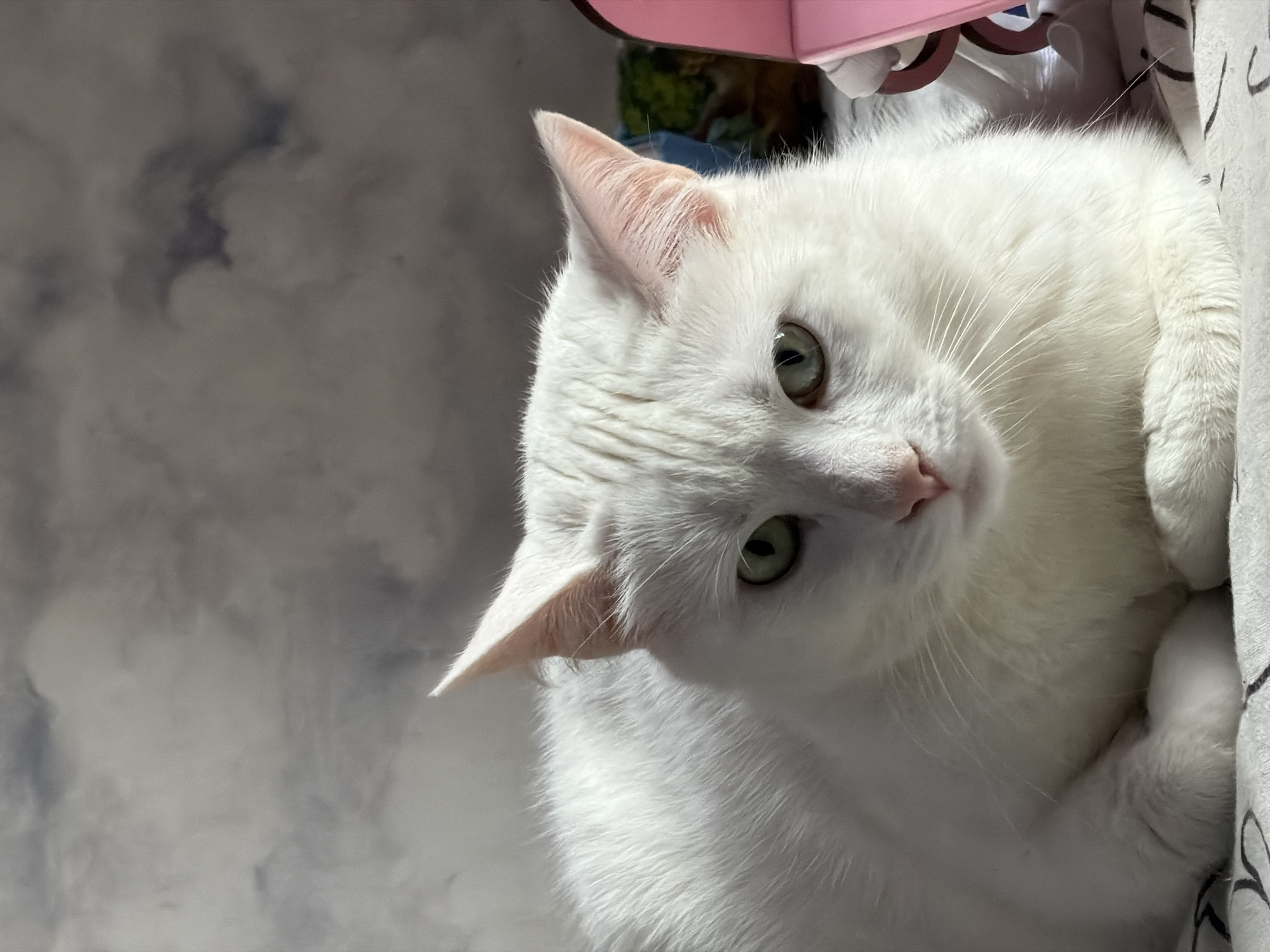 A white cat with green eyes is looking upwards. The cat is positioned in the upper right area of the frame. The background is a soft grey, possibly a blanket. A pink object is in the upper center of the frame. The lighting is soft. The cat seems to be indoors.