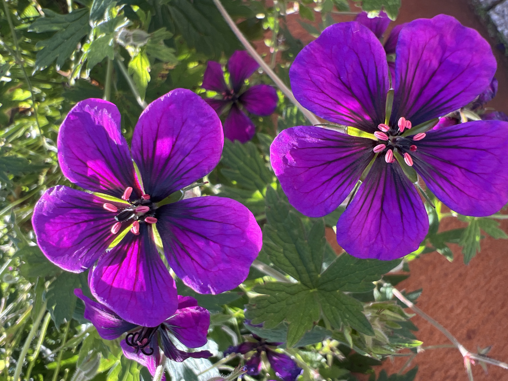 The image depicts a close-up view of several vibrant purple geranium flowers in bloom. The flowers have five petals each, with prominent dark veins extending from the center. The centers of the flowers contain dark pistils and bright pink stamens. The surrounding environment consists of green foliage, with some areas in shadow and others illuminated by sunlight, suggesting an outdoor setting. A textured, reddish-brown surface, possibly a planter or wall, is visible in the lower portion of the image. The image does not contain any people, and no specific location in the city of Donegal, Ireland, can be identified from the visual evidence.