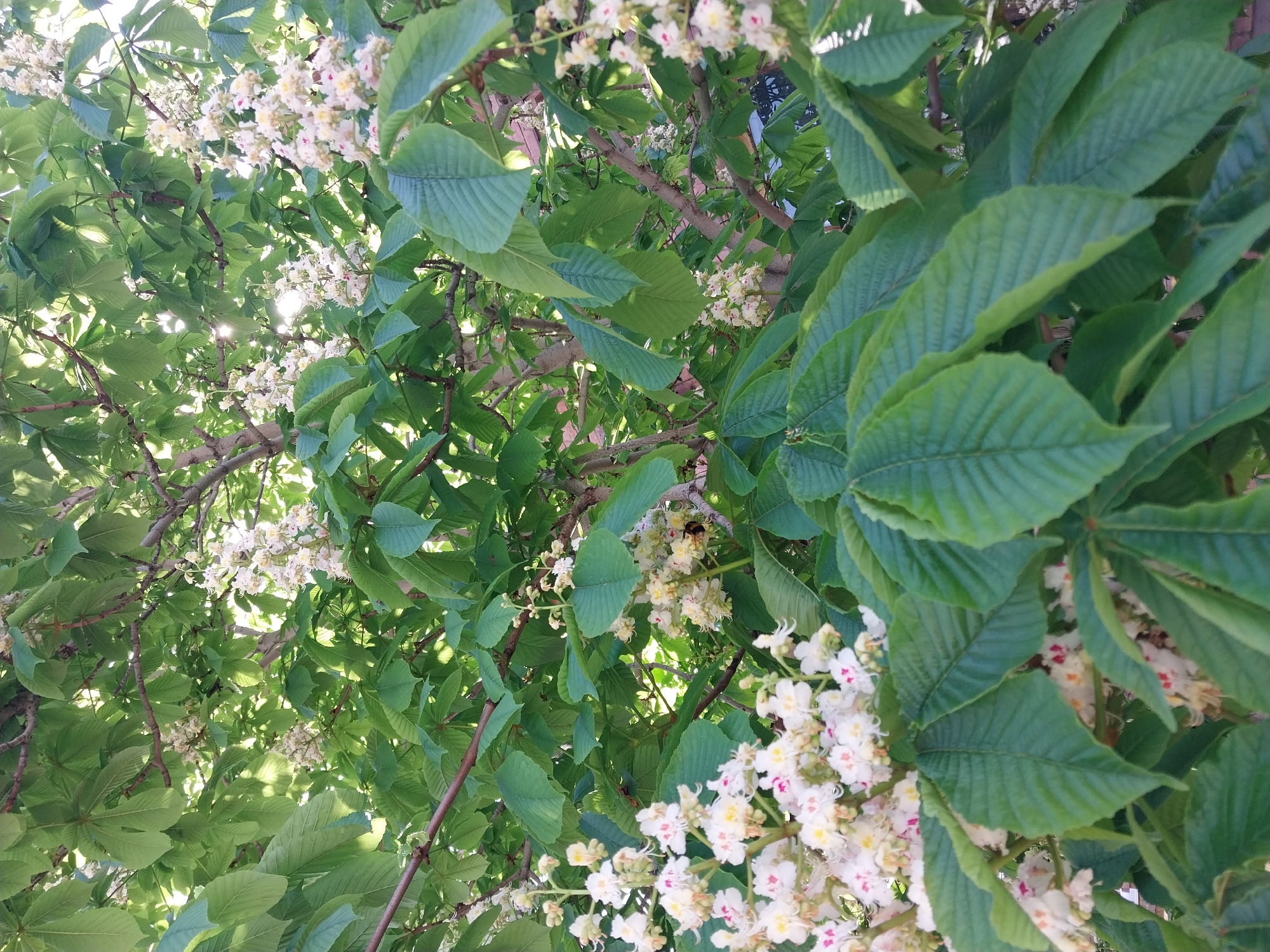 The image shows a close-up view of a horse chestnut tree in bloom. The branches are filled with green leaves and clusters of white flowers with red and yellow markings. The location is Orenburg, Russia.