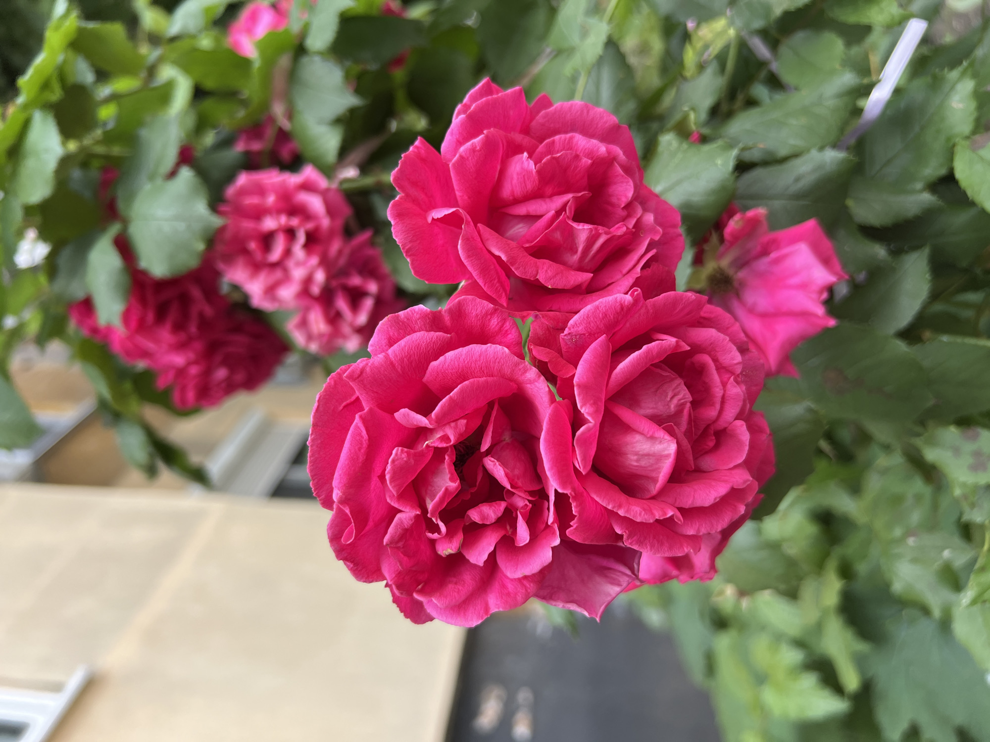 A close-up, outdoor, vertical, eye-level shot shows a cluster of vibrant pink roses in bloom. The roses are the primary subject, with their petals unfurling in intricate layers. In the blurred background, a section of a building is visible, featuring a pale yellow facade with a white window frame and a darker section below. Green leaves and other pink roses in softer focus surround the main cluster. The lighting suggests an overcast or shaded environment, and the overall impression is one of natural beauty. The scene appears to be a garden or decorative planting, possibly in a residential or public area of Burgas, Bulgaria, given the architectural style. There are no people or animals in the image.