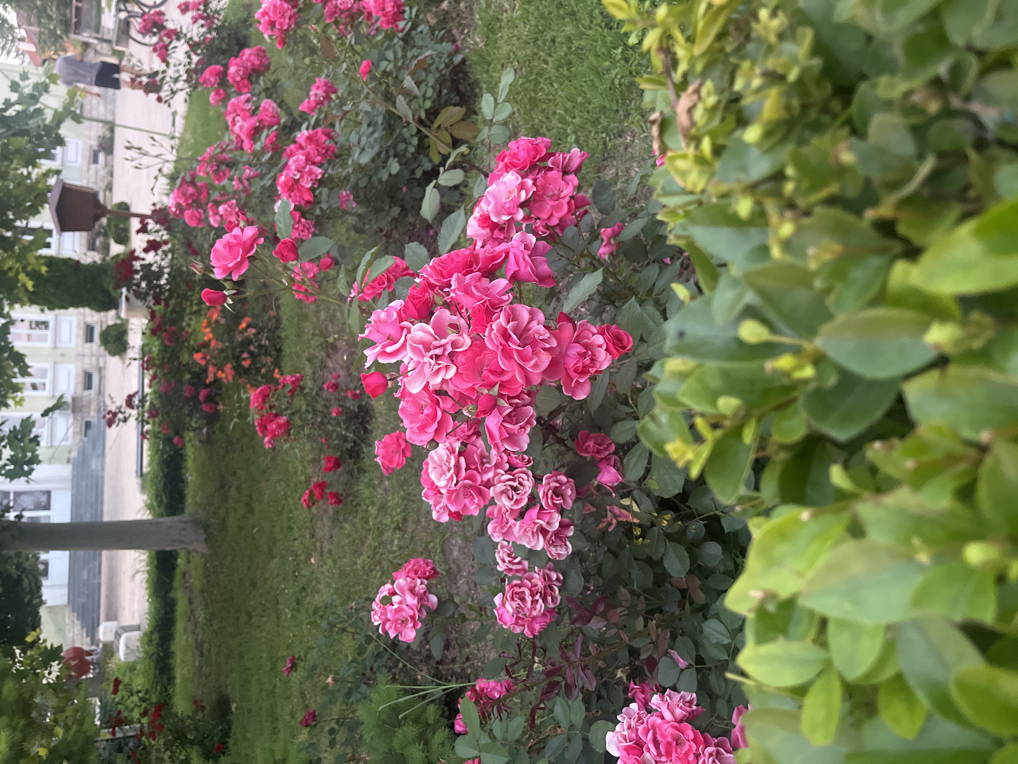 The image displays a landscaped park in Basarbovo, Bulgaria, captured during daylight. The foreground is filled with numerous clusters of vibrant fuchsia-pink roses in various stages of bloom, supported by dense dark green foliage. In the immediate lower portion of the frame, blurred light green leafy bushes are visible. The midground contains additional rose bushes with pink, orange, and red flowers, along with a groomed green lawn. A tree trunk with light-colored bark is centrally located in the midground. In the background, a light-colored building with white-framed windows and a prominent stone staircase is visible. To the right of the tree, a dark wooden structure, resembling a birdhouse or feeder, stands mounted on a pole. A male individual, wearing a grey t-shirt and dark shorts, is observed walking away from the viewer in the right background, near a parked bicycle. A blurry, partial figure is also discernible in the far left background. The overall scene depicts a well-maintained garden environment.