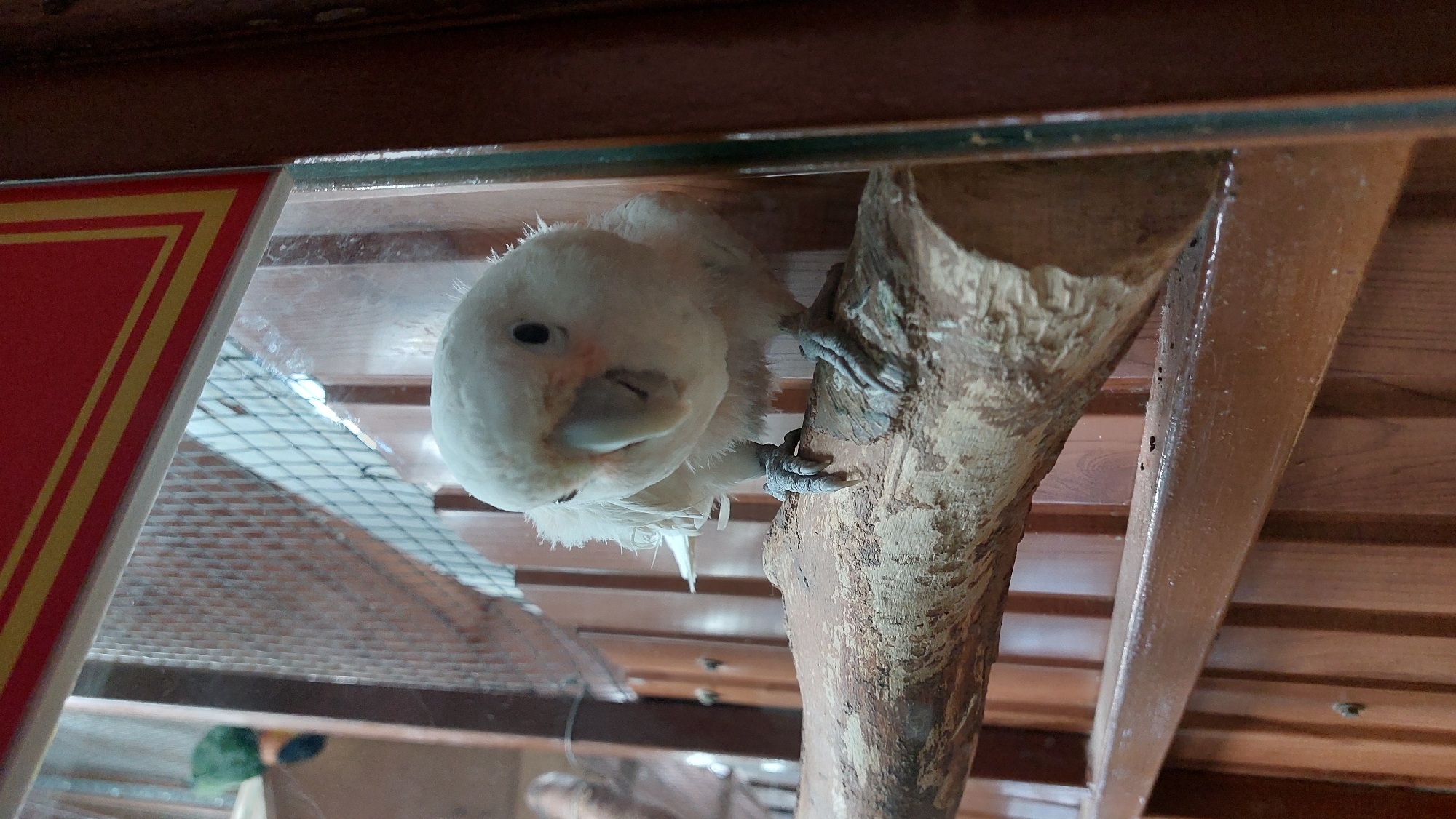 A white cockatoo with orange markings around its eyes is perched on a thick, rough-barked branch. The bird is facing forward, with its beak slightly open and its dark eyes looking at the camera. Its feet, with sharp claws, are gripping the branch. The background consists of a wooden enclosure with vertical slats, a wire mesh, and a red and yellow decorative frame at the top. Another bird, partially green and black, is visible in the blurred background to the left. The scene appears to be indoors, possibly in a pet shop or aviary.