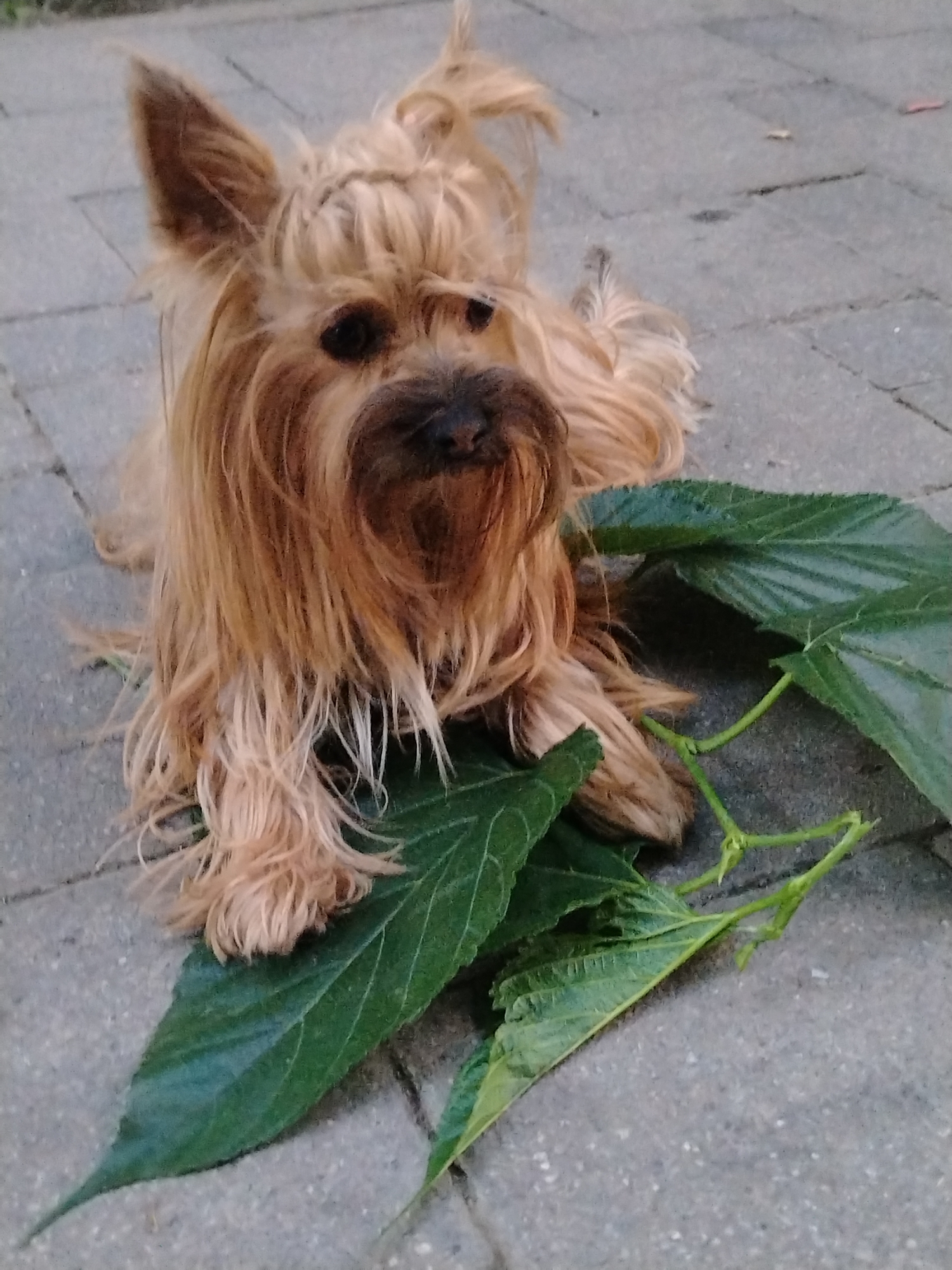 A small, light brown dog with shaggy fur is lying on a paved surface. The dog has long, wispy hair around its face, obscuring its eyes and nose partially. It is positioned with its front paws on large green leaves, and its hindquarters are visible behind them. The paved surface appears to be made of interlocking grey bricks or stones. A few more green leaves and some thin green stems are scattered around the dog. The image is taken from a slightly elevated angle, looking down at the dog. The overall setting suggests an outdoor environment, possibly a garden path or patio. There is no identifiable information to link this image to Krasnodar, Russia.