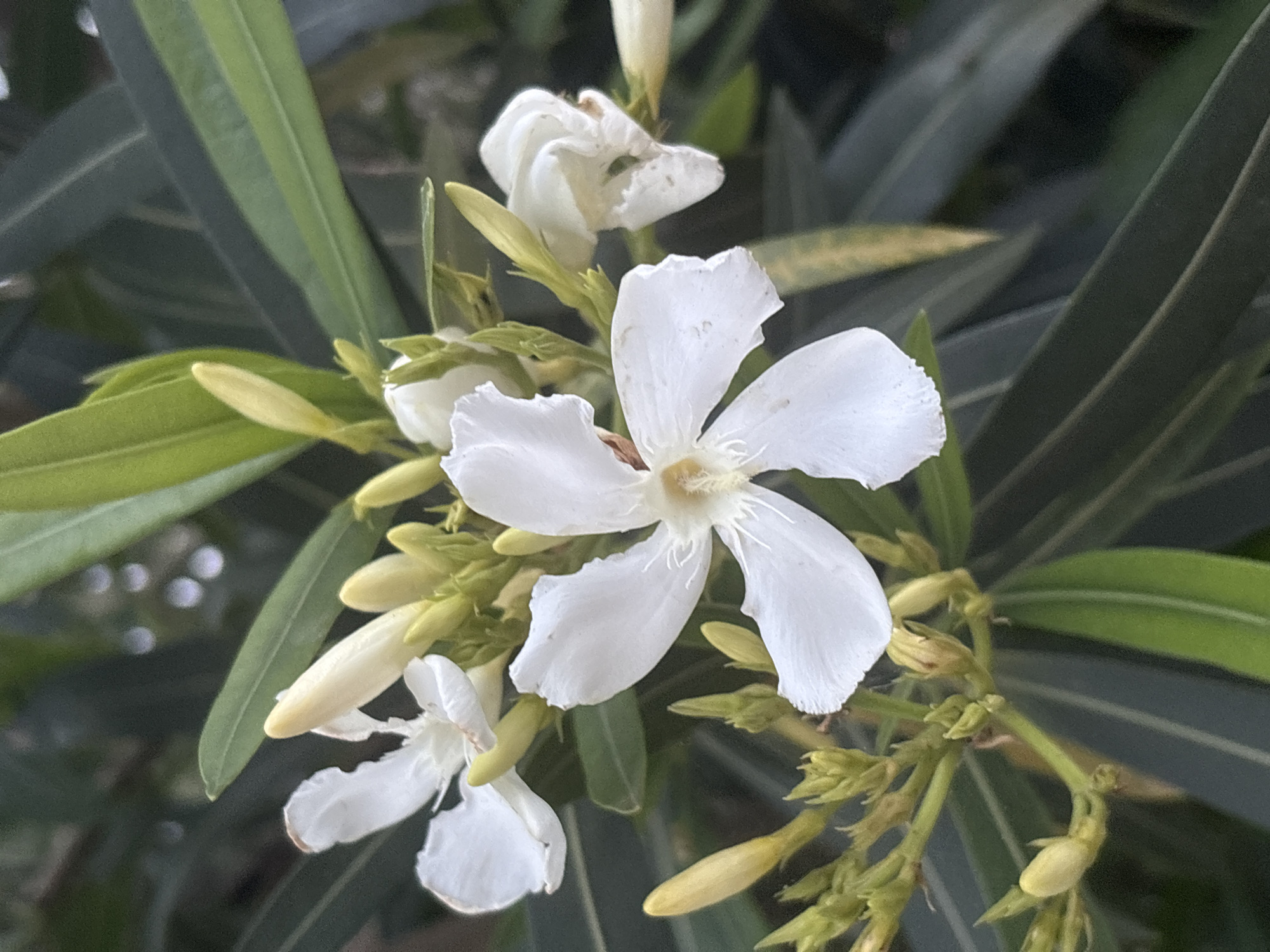 The image shows a cluster of white Oleander flowers and buds surrounded by dark green leaves. The flowers have five petals with slightly ruffled edges. Some buds are closed and yellowish-white, while others are just beginning to open. The background consists of additional leaves and stems. The location and specific context within the city of Bar, Montenegro, cannot be determined from the image alone. There are no people visible. The subject is a close-up view of Oleander flowers and foliage.