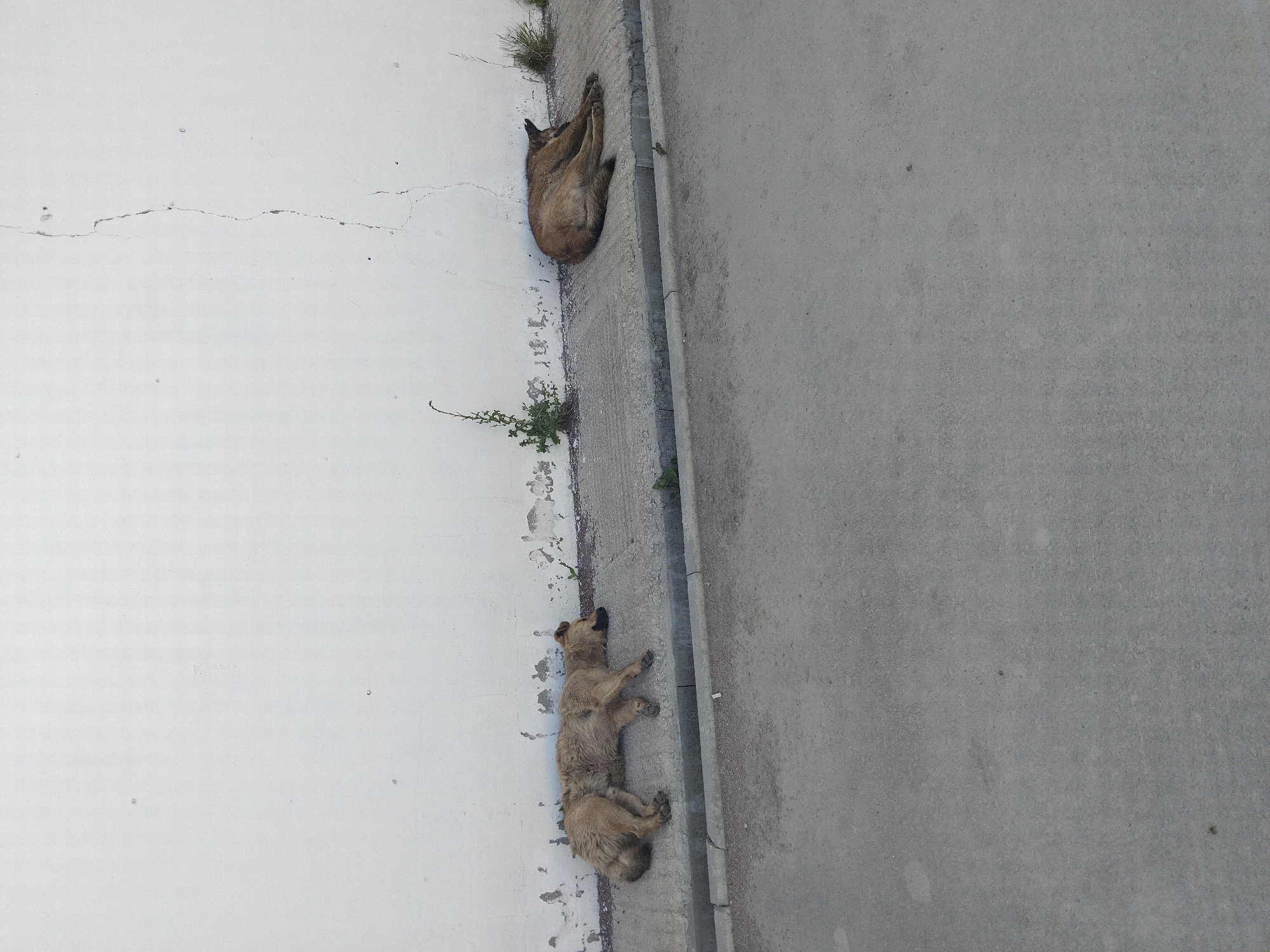 Two stray dogs are resting on the pavement next to a white wall. The dog on the left is lying on its side with its legs extended, and the dog on the right is curled up in a ball. A small green plant is growing near the wall between the two dogs. The pavement is cracked and weathered. The scene appears to be in a city, as indicated by the presence of the wall and pavement. The image was taken in Oliivka, Ukraine.