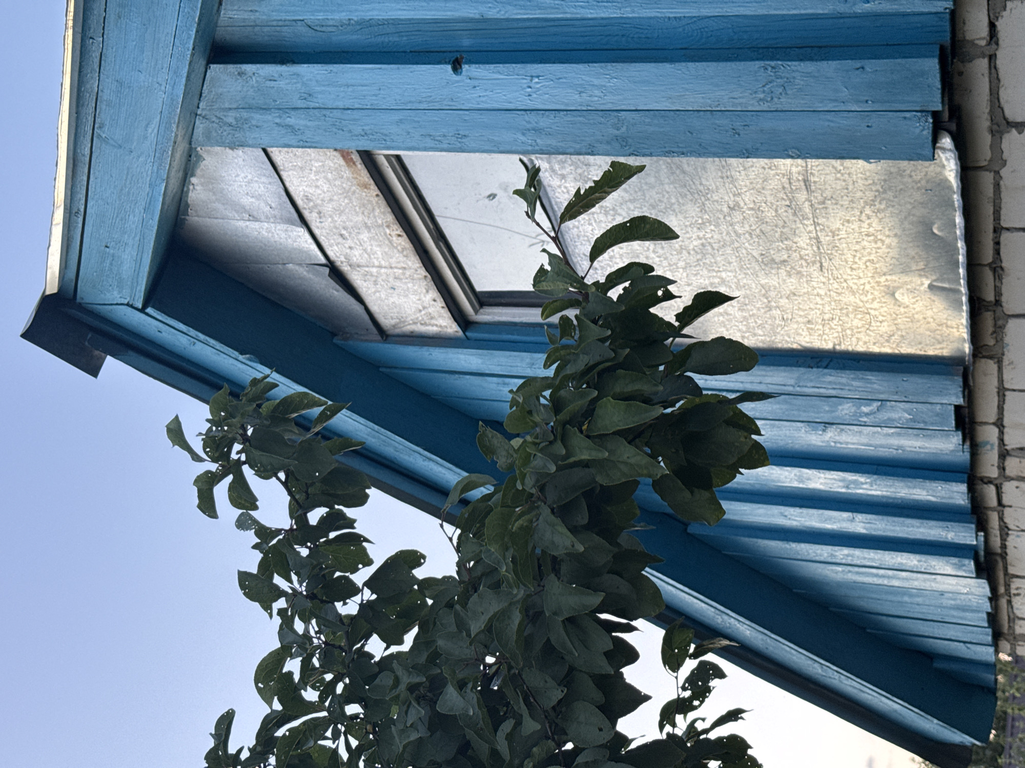 A close-up, eye-level shot shows the upper portion of a blue wooden structure in Sosnovskoye, Russia. The building has a pitched roof covered in vertical blue planks. A large window, partially covered with corrugated metal sheeting, is visible on the side. To the left, a branch with dark green leaves extends into the frame from above and across the building's facade. The sky, a pale blue, is visible in the upper left quadrant. The bottom of the image shows the top of a white brick wall, suggesting the structure sits atop a foundation. The lighting indicates it is daytime, possibly late afternoon, with the sun casting subtle reflections on the metal sheeting. No people or animals are present.