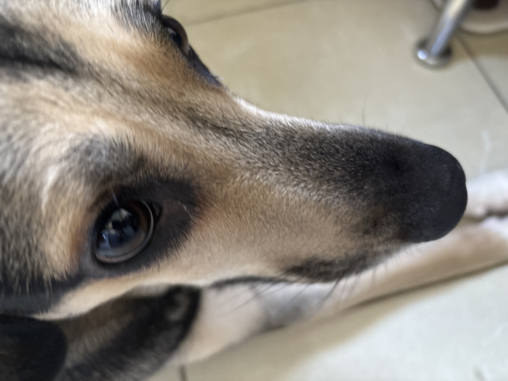 A close-up shot features the face of a dog, focusing on its eye, nose, and forehead. The dog's fur displays a mix of tan and dark brown, with some lighter tan fur on its muzzle. The dog's eye is dark brown and appears to be reflecting light. The background is blurred and light-colored, with a glimpse of a metallic object, possibly a railing, on the right side. The image does not provide any visual clues to indicate its location in Saint Petersburg, Russia.