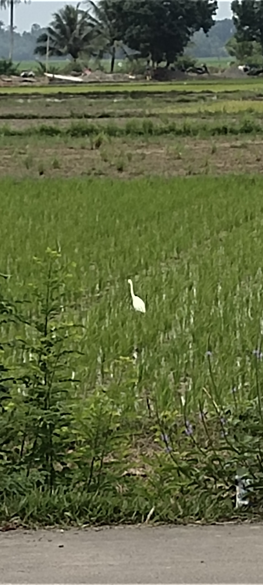 The image shows a wide shot of a rural landscape with a single white bird standing in a field of green vegetation. The bird appears to be an egret or heron, with a long neck and slender body. The field is lush and green, suggesting it might be a rice paddy or a similar agricultural area. In the background, there are trees and a hazy sky. The foreground shows a glimpse of a road or path made of asphalt. The scene is serene and natural, conveying a sense of peace and tranquility. The location is specified as Peurupok, Indonesia, which is consistent with the tropical vegetation and agricultural landscape visible in the image.