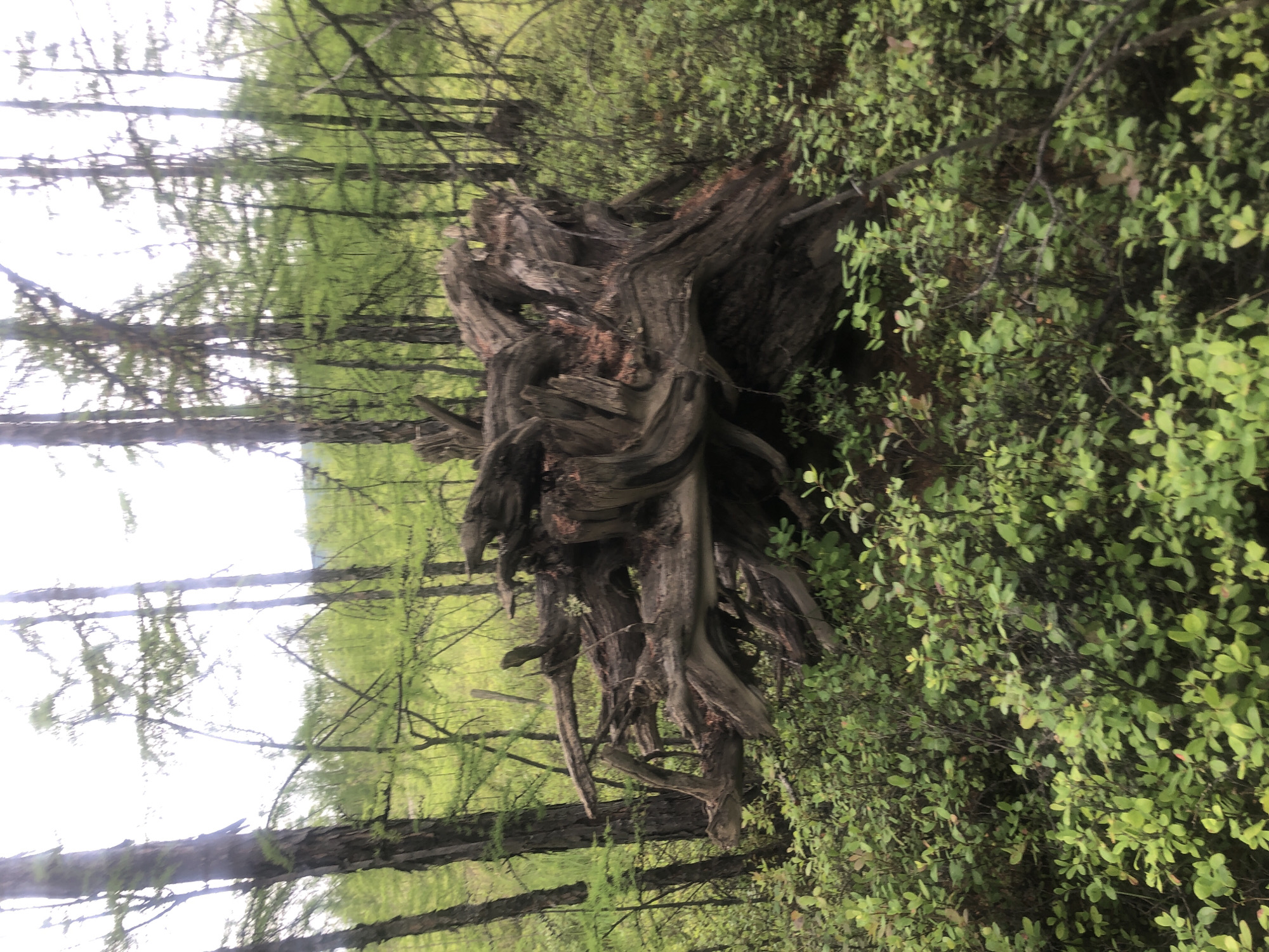 An image depicts a large, gnarled tree stump in the foreground, surrounded by lush green vegetation and tall, thin trees. The stump is composed of weathered wood with exposed roots, creating a complex and textured surface. The surrounding trees are predominantly coniferous, with some showing new green foliage. The background consists of a blurred landscape of trees and a pale sky, suggesting an outdoor, natural environment. The overall impression is one of a forest setting, possibly a boreal or temperate forest, given the type of vegetation and tree species. The lighting suggests it is daytime, possibly overcast, as there are no harsh shadows. The image does not contain any people or indications of human activity. The location is described as Unknown, Russia, but no specific urban or rural features are visible to confirm this.