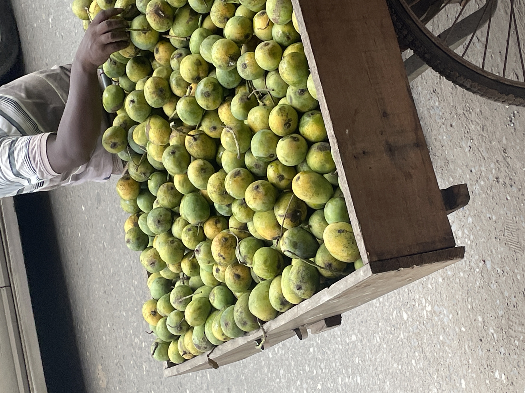 A cart overflowing with green mangoes is located in Dhaka, Bangladesh. A person's arm and striped sleeve are visible near the top left. The cart is made of wood. A bicycle wheel is visible at the top right. The ground is gray pavement.