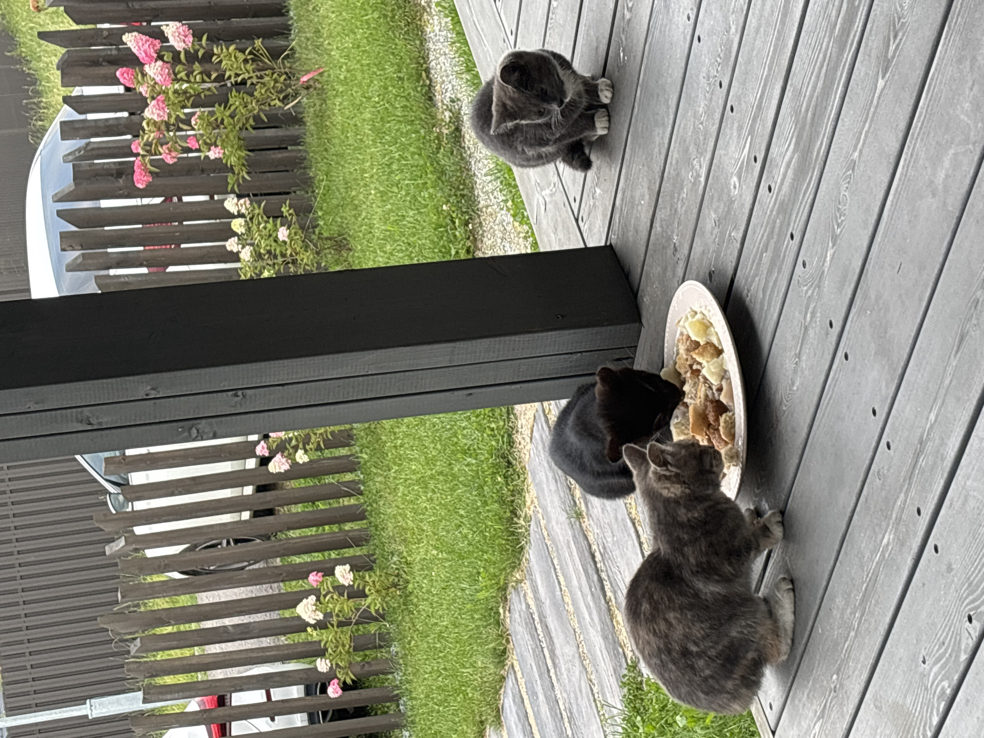 Three cats are on a wooden deck. One is black and eating from a plate of food. Another is grey and white and is sitting and looking down. The third cat is a tabby and is also eating from the plate. The deck has a weathered grey finish. In the background, there is a wooden fence, green grass, and pink flowers. A white car is visible behind the fence. The scene appears to be in a residential outdoor area.